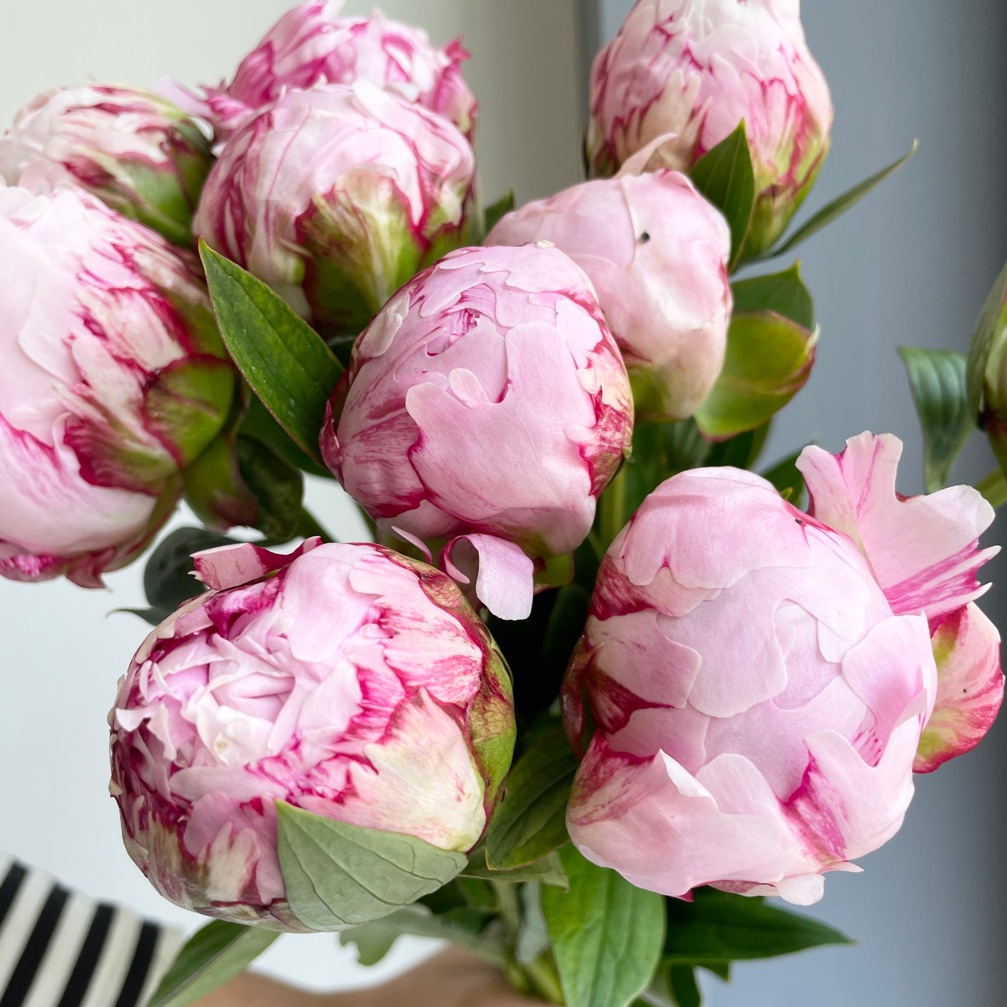 Peonies - Sarah Bernhardt Pink