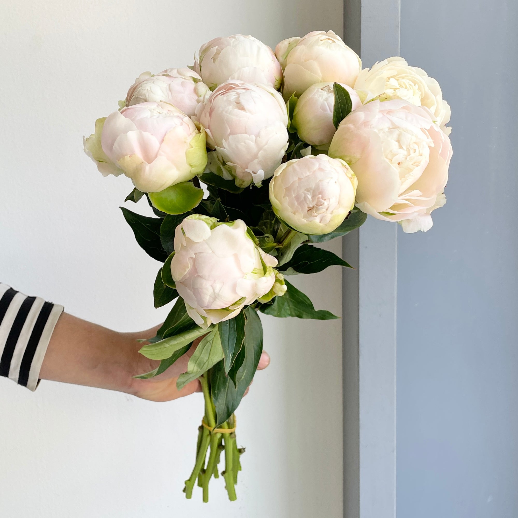 Peonies - Moon Over Barrington