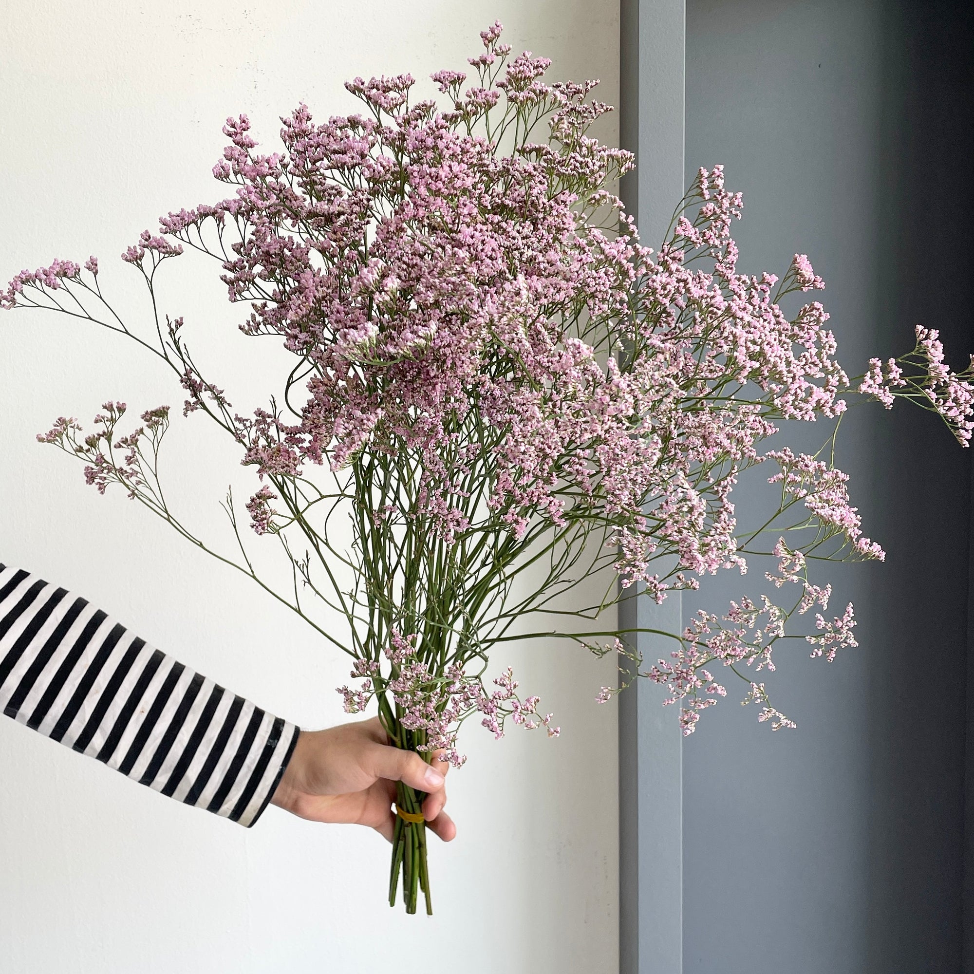 Limonium - Safora Oishi Pink