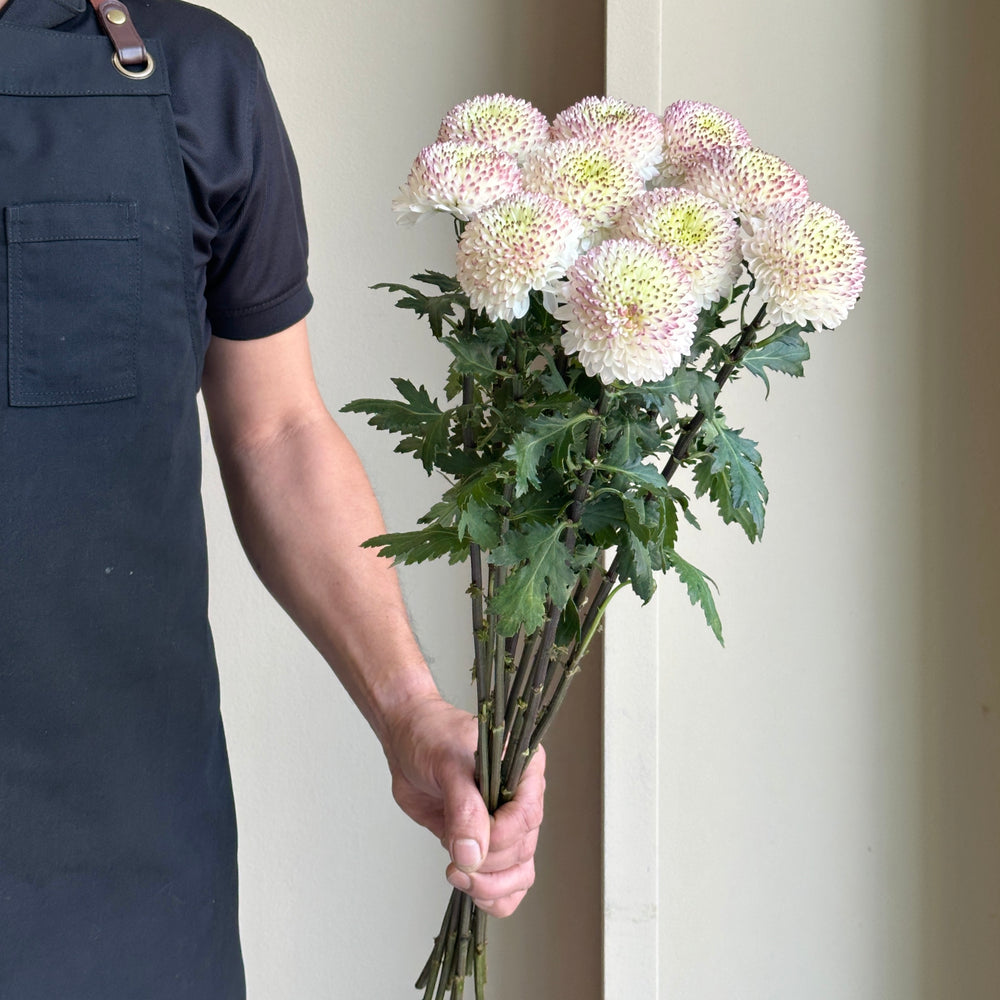 Chrysanthemums - Cappucino