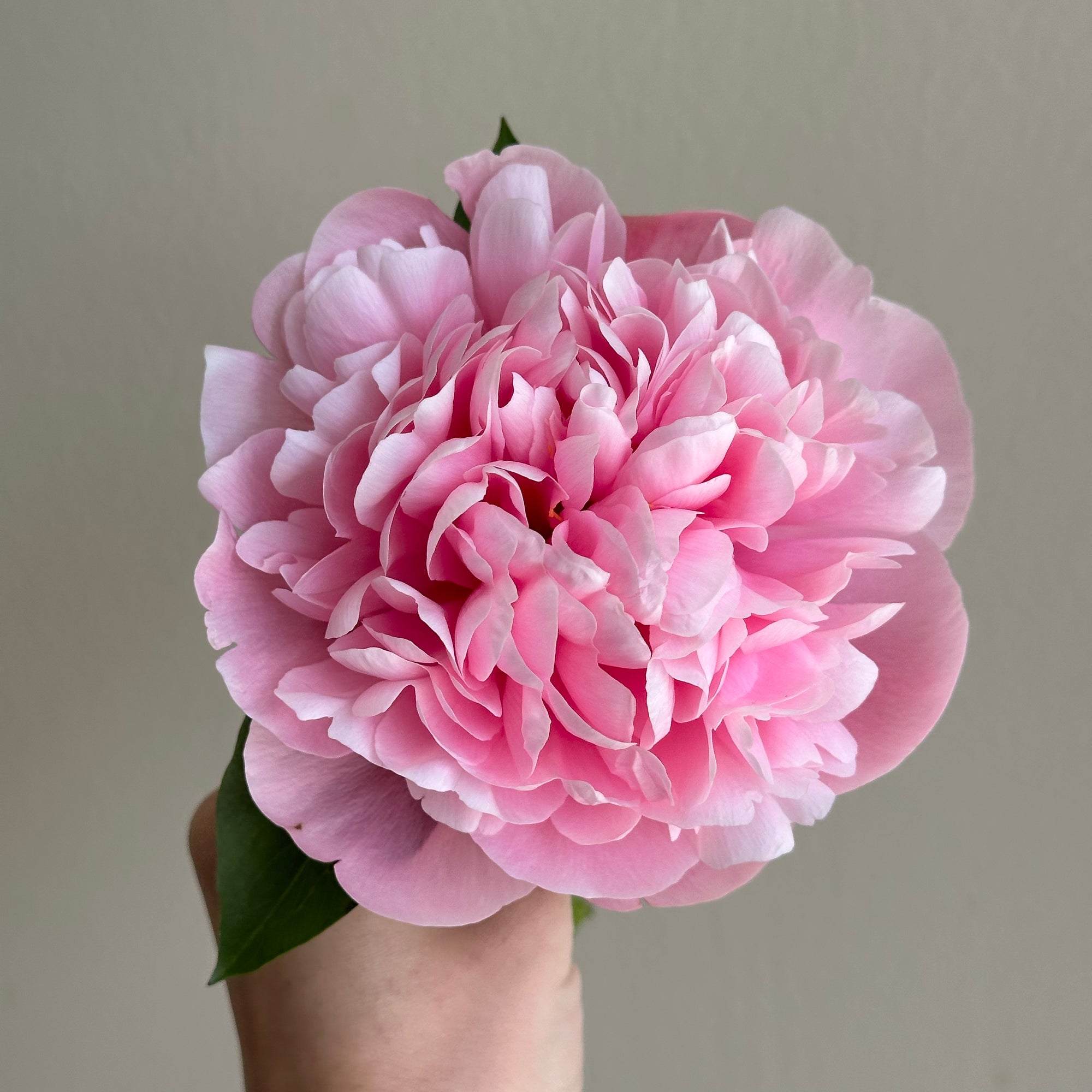 Peonies - Etched Salmon Pink (15 Stems)