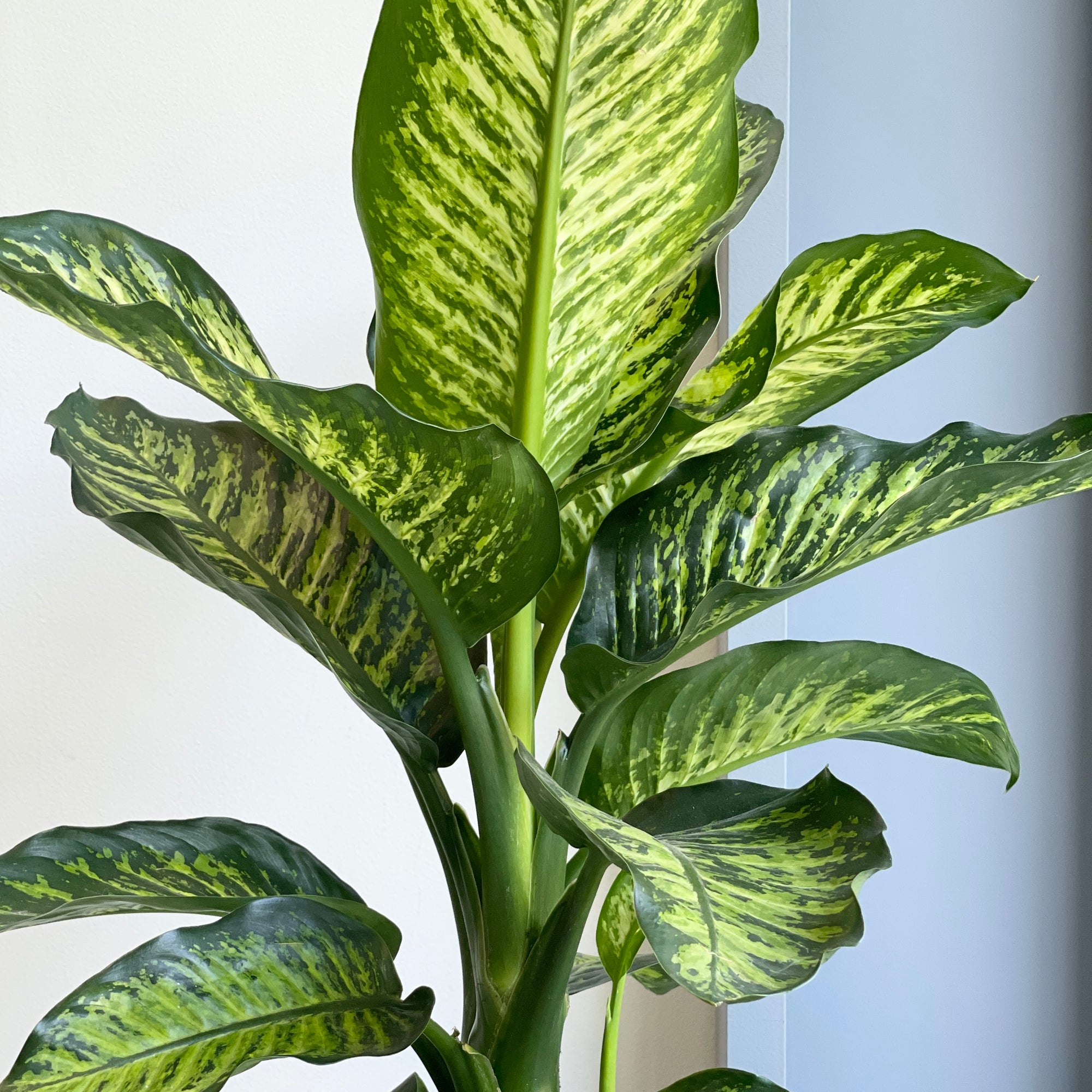 Leopard Lily Plant (Dieffenbachia)