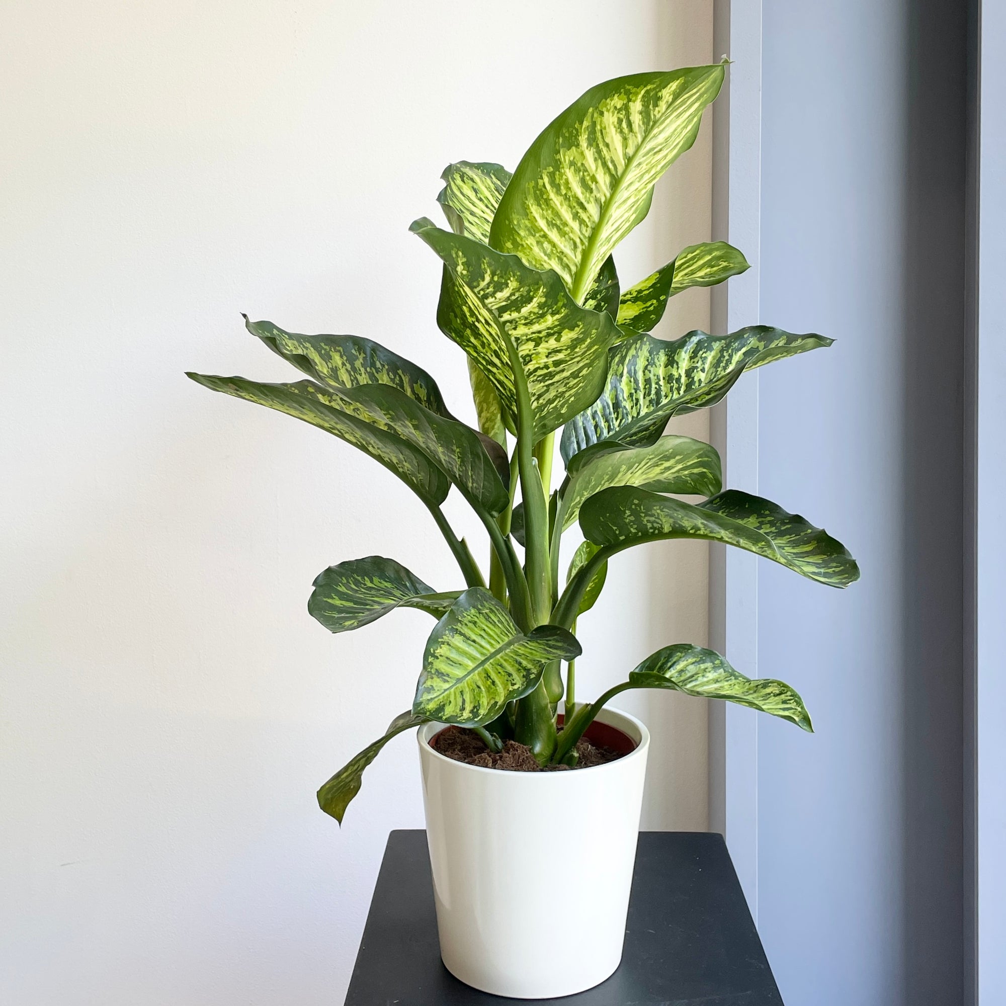 Leopard Lily Plant (Dieffenbachia)