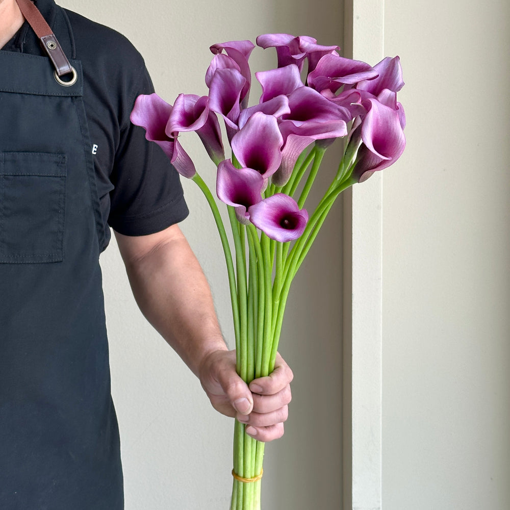 Calla Lilies - Durban Purple