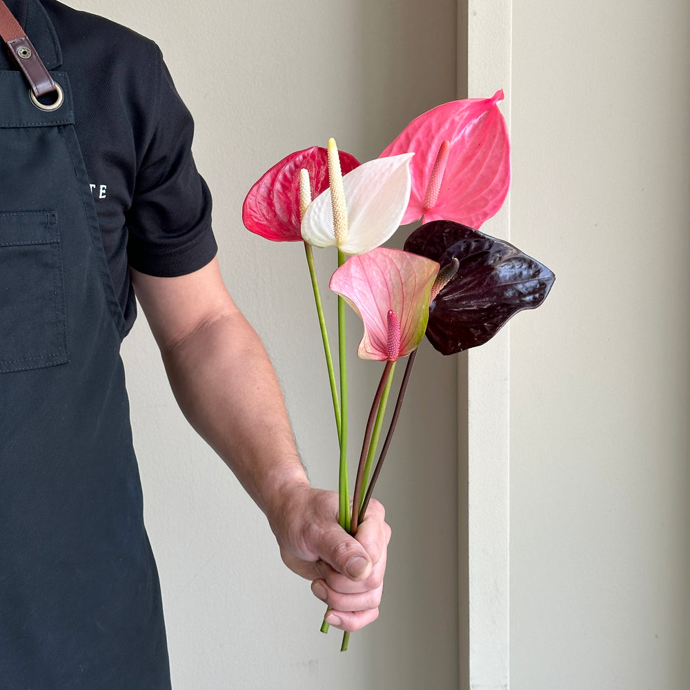 Anthurium - Blush Assorted Mix