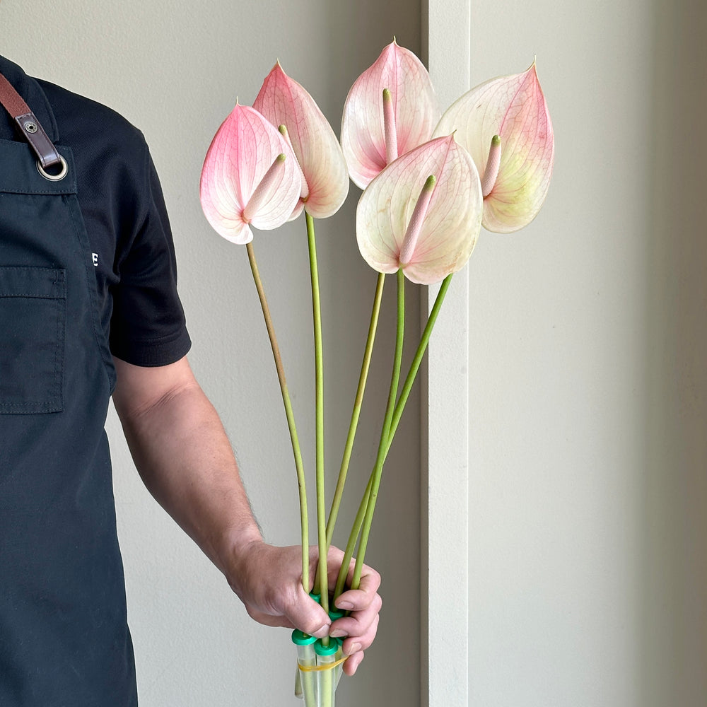 Anthurium - Marea Pink