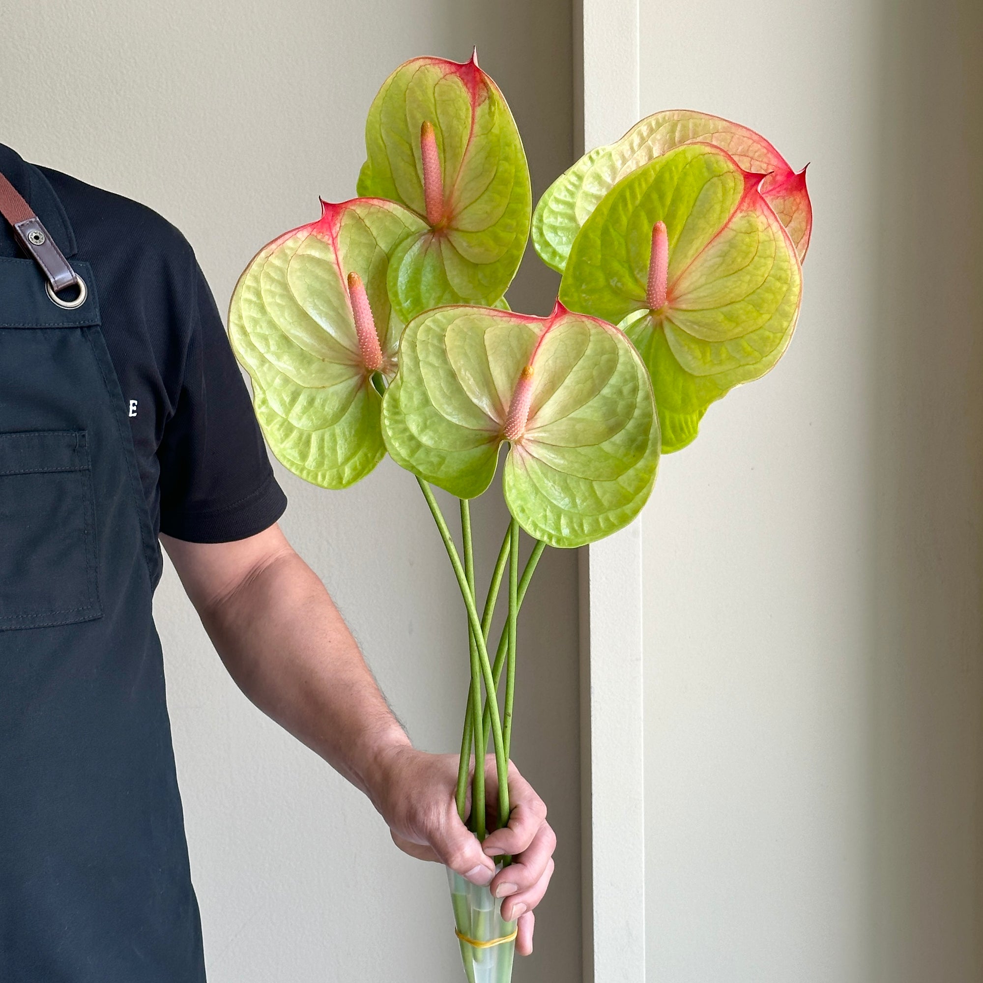 Anthurium - Licosa