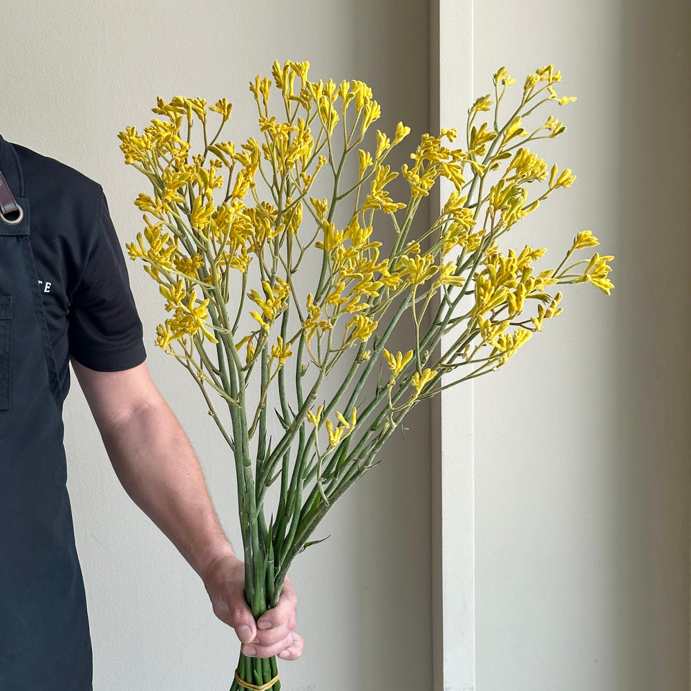 Kangaroo Paws - Yellow Gem (15 stems)