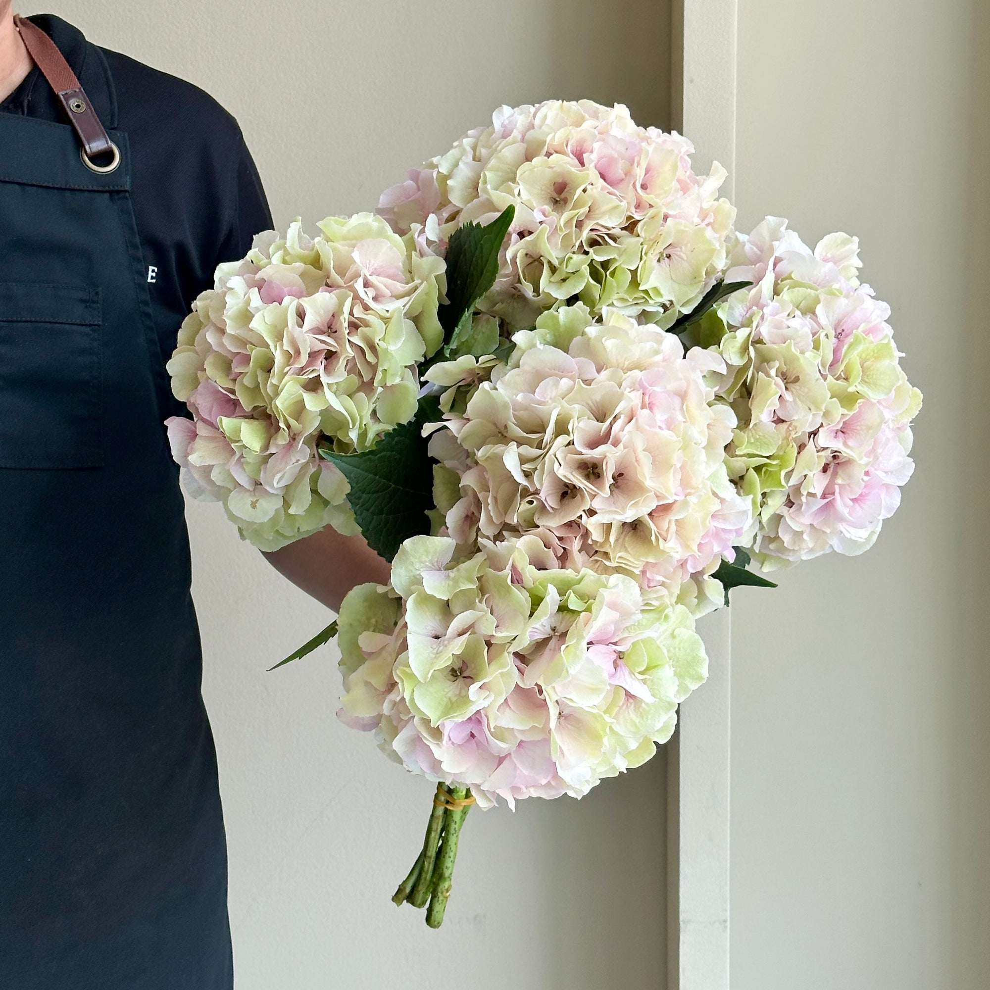 Hydrangeas - Verena Classic