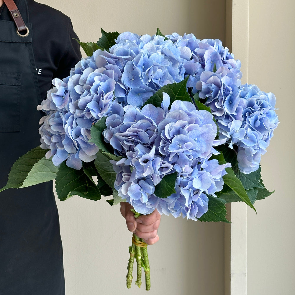 Hydrangeas - My Minerva