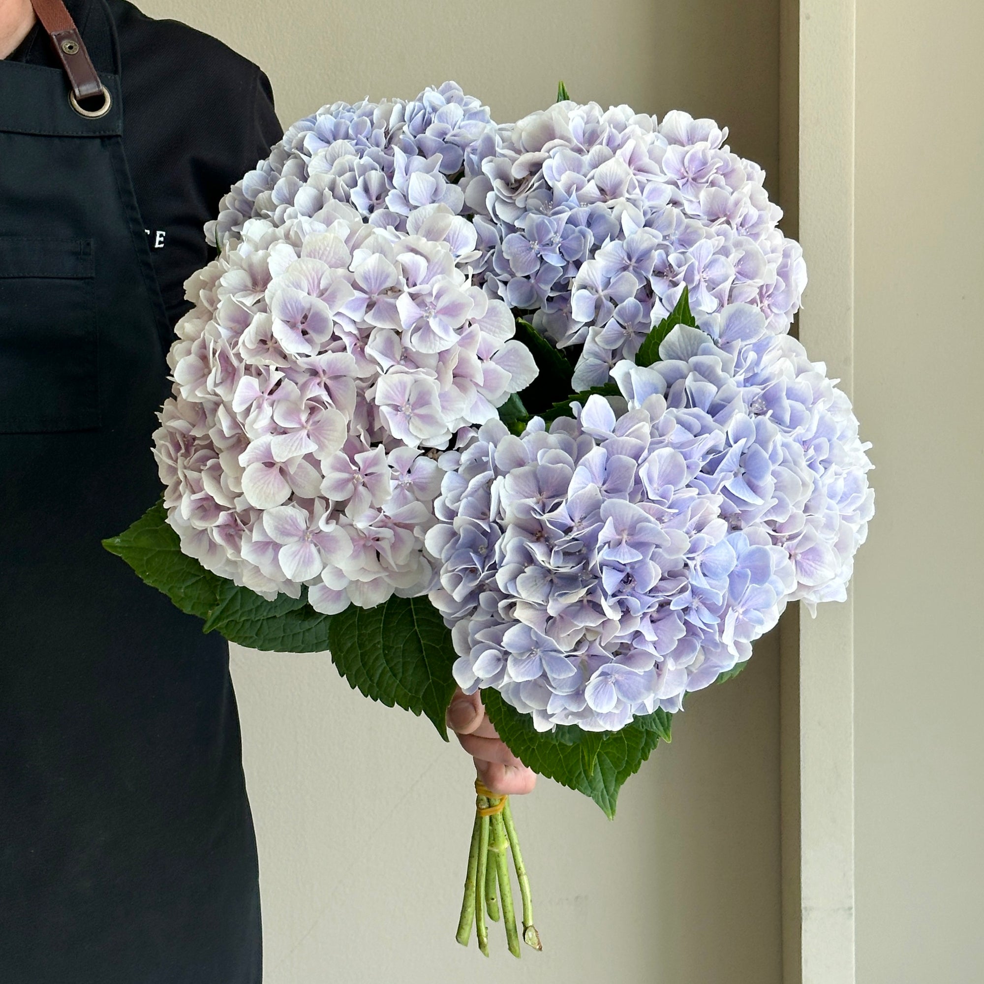 Hydrangeas - Dutch Lavender