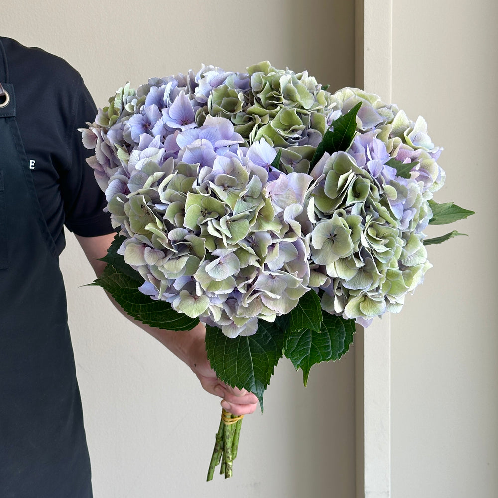 Hydrangeas - Sunsation Classic Purple