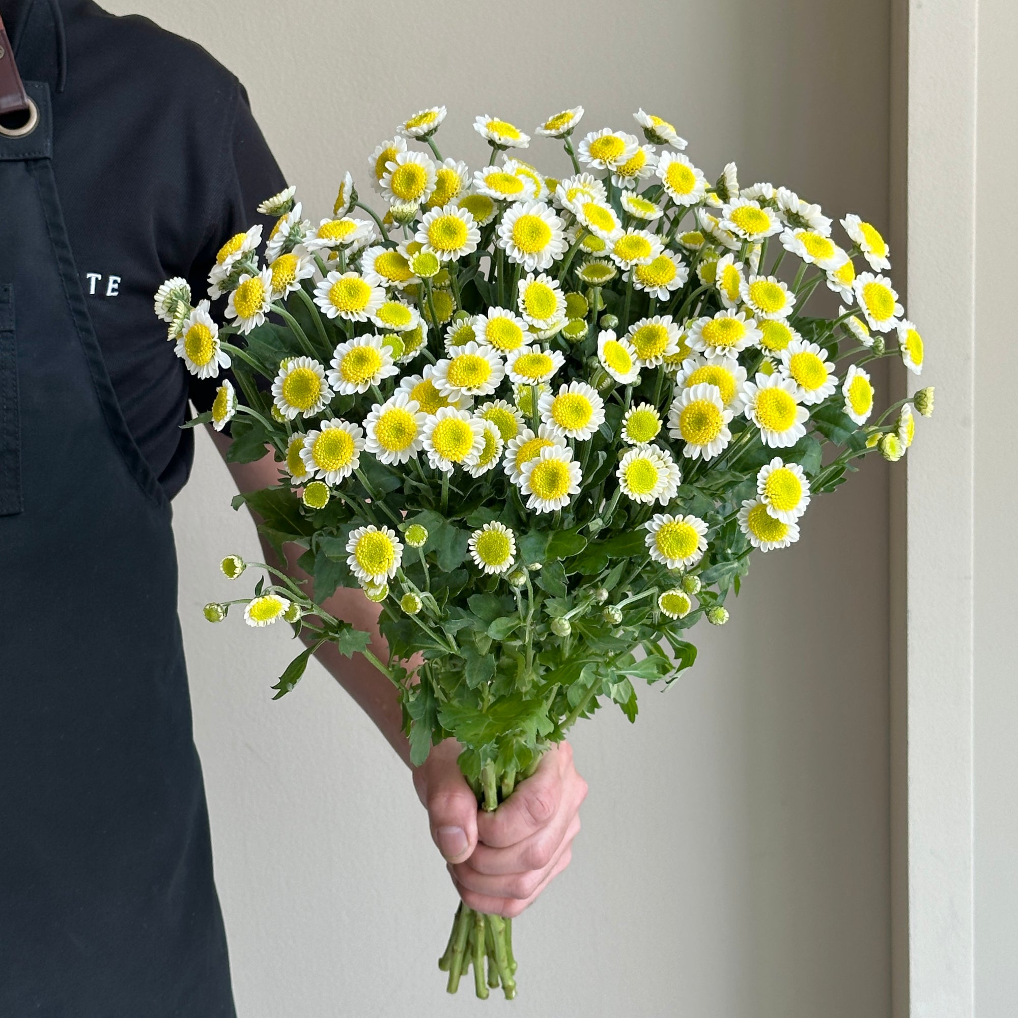 Chrysanthemum - Santini Sunny Side Up (10 stems)