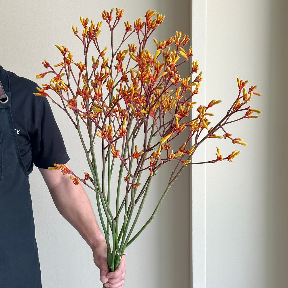 Kangaroo Paws - Gold Fever