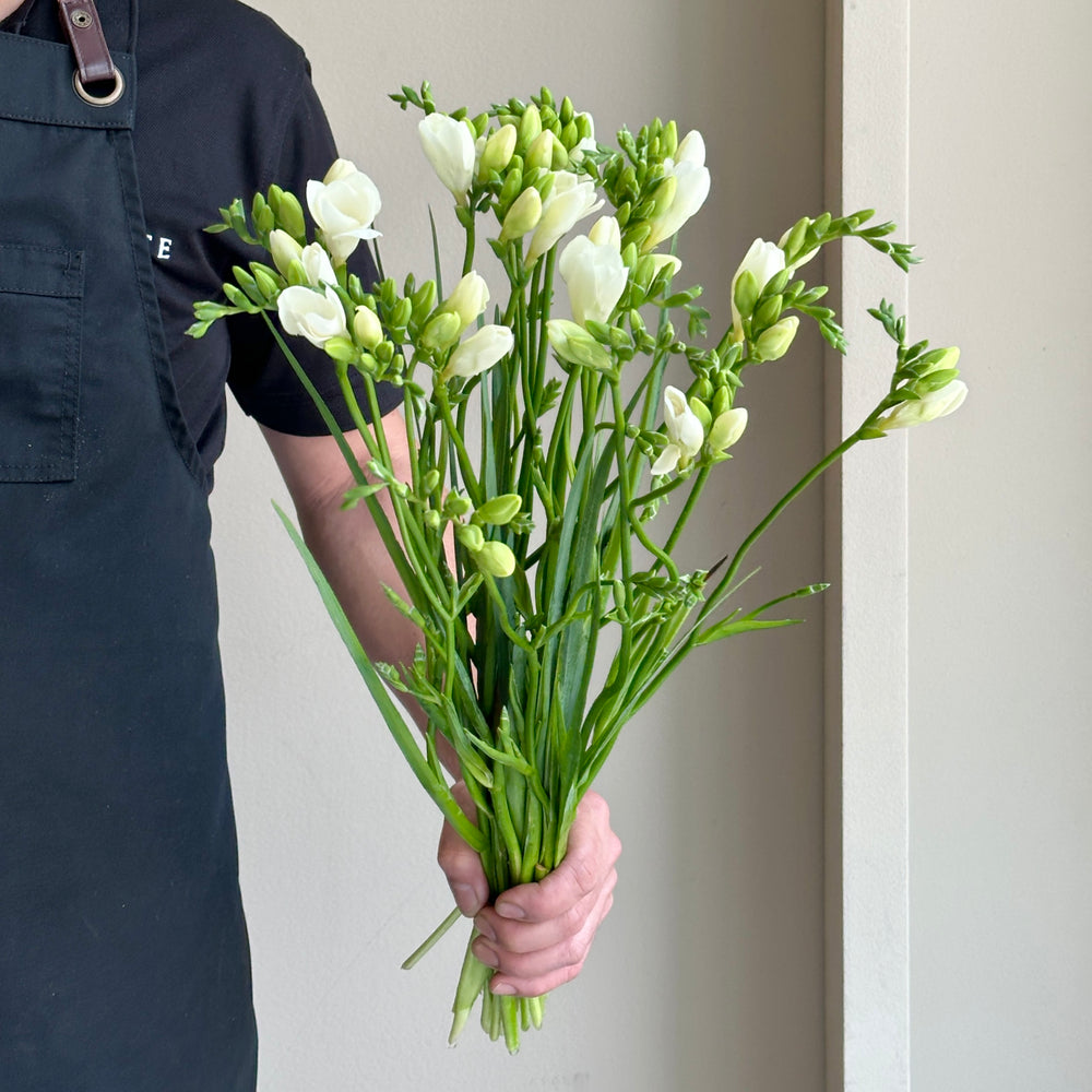 Freesia Single - White