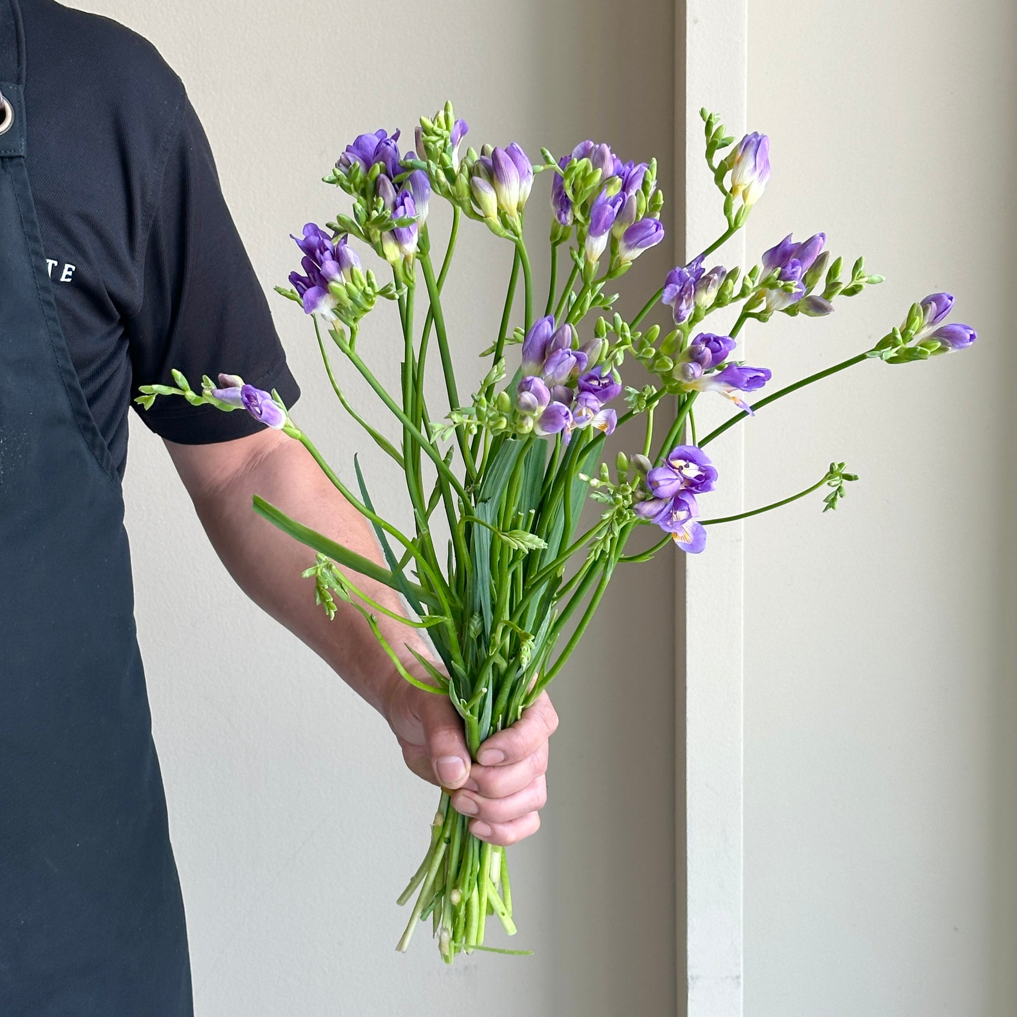 Freesia Single - Purple