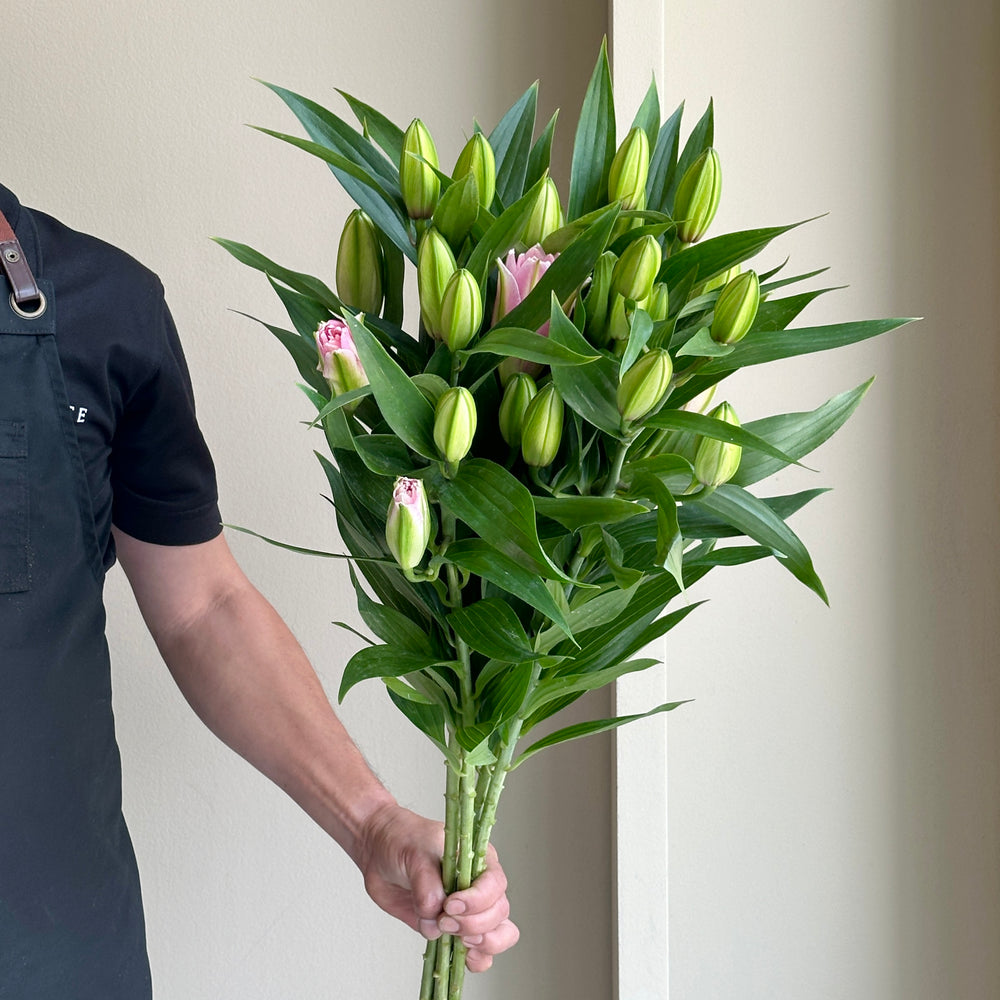 Lilies Oriental Double - Roselily Pink