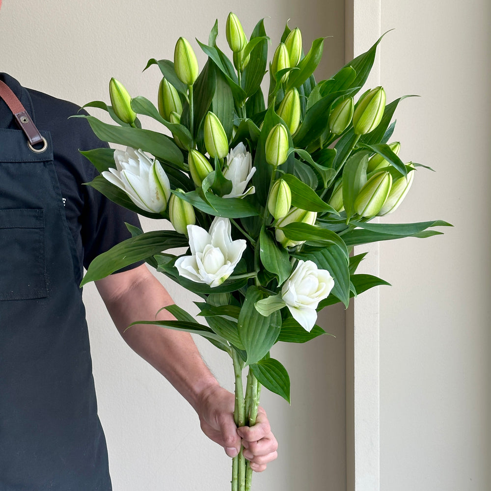 Lilies Oriental - Double White Tornado