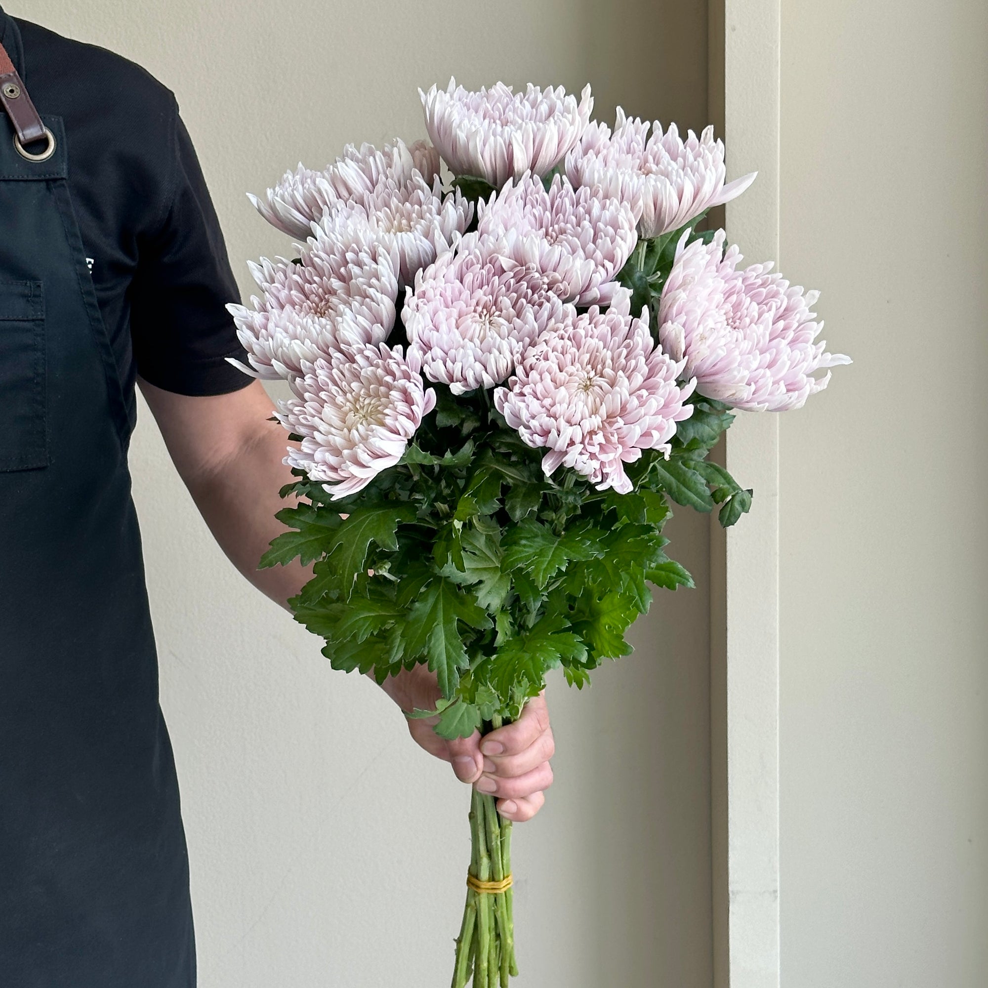 Chrysanthemum - Honeymoon