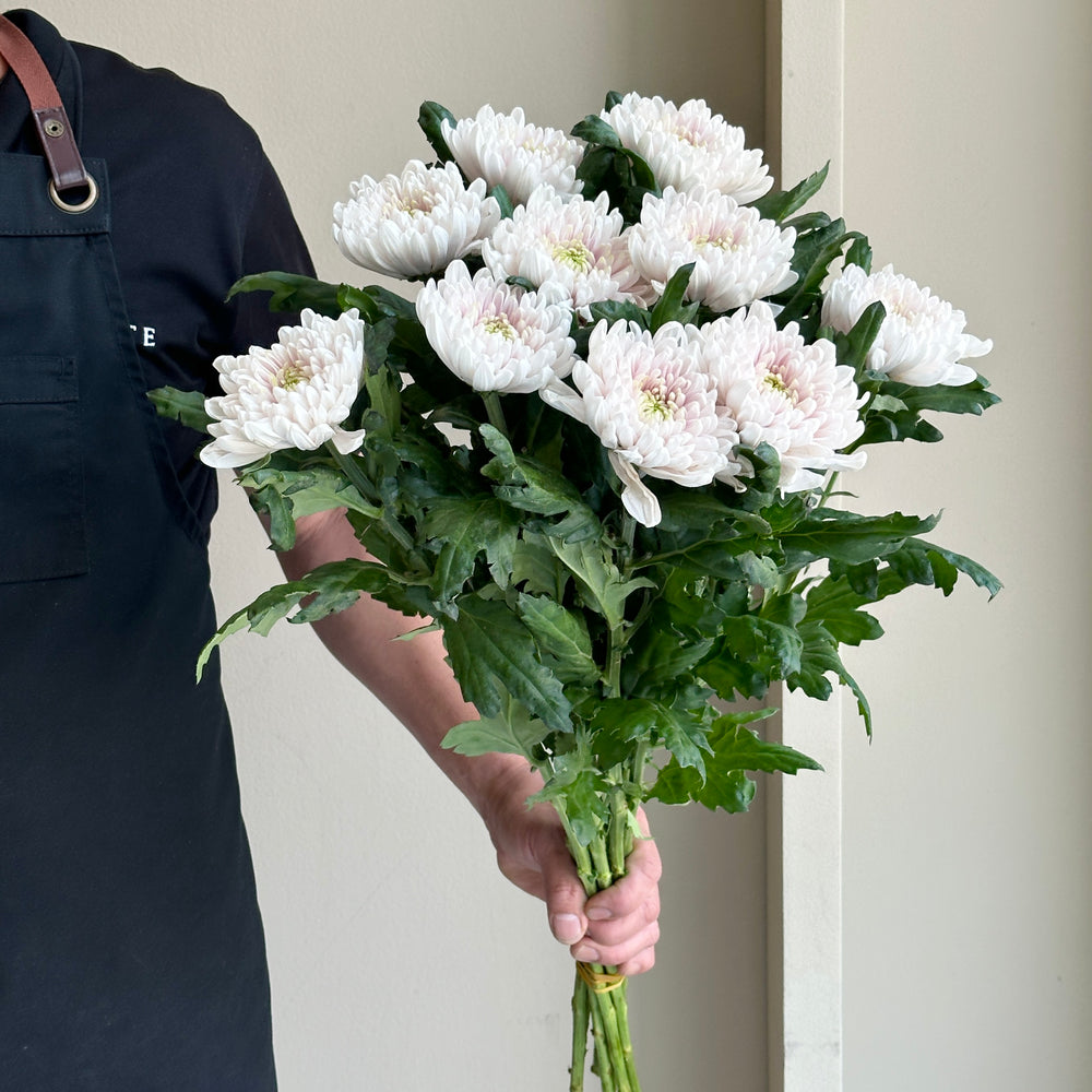 Chrysanthemum - Rossano