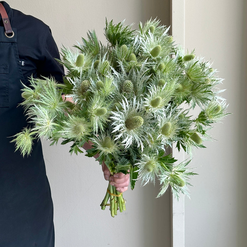 Eryngium - Love White Green