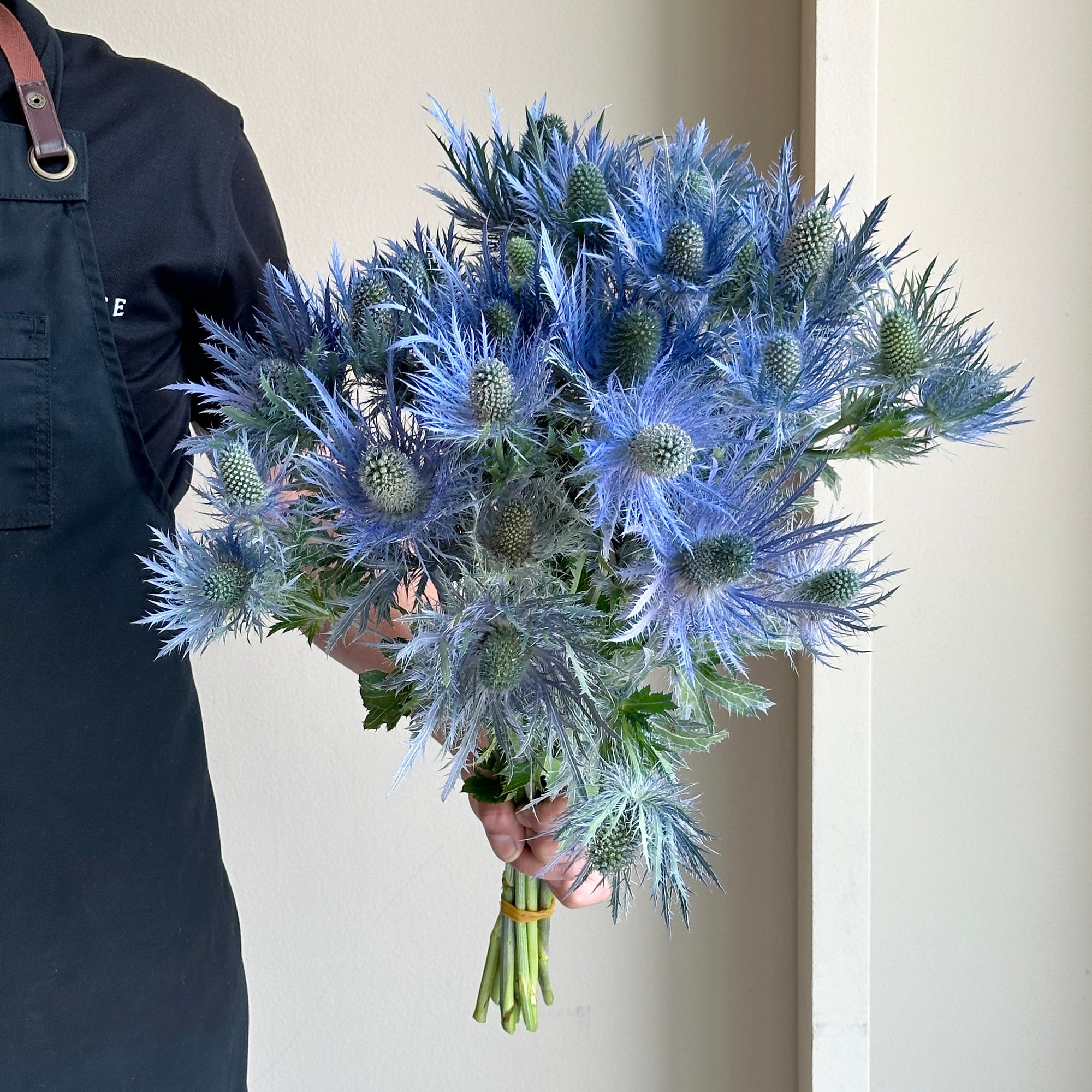Eryngium - Donard Blue
