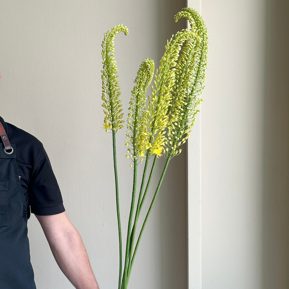 Foxtail Lilies - Yellow (5 stems)