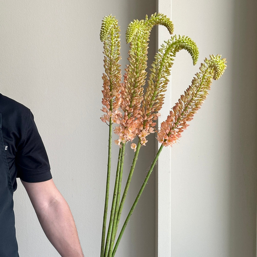 Foxtail Lilies - Orange (5 stems)