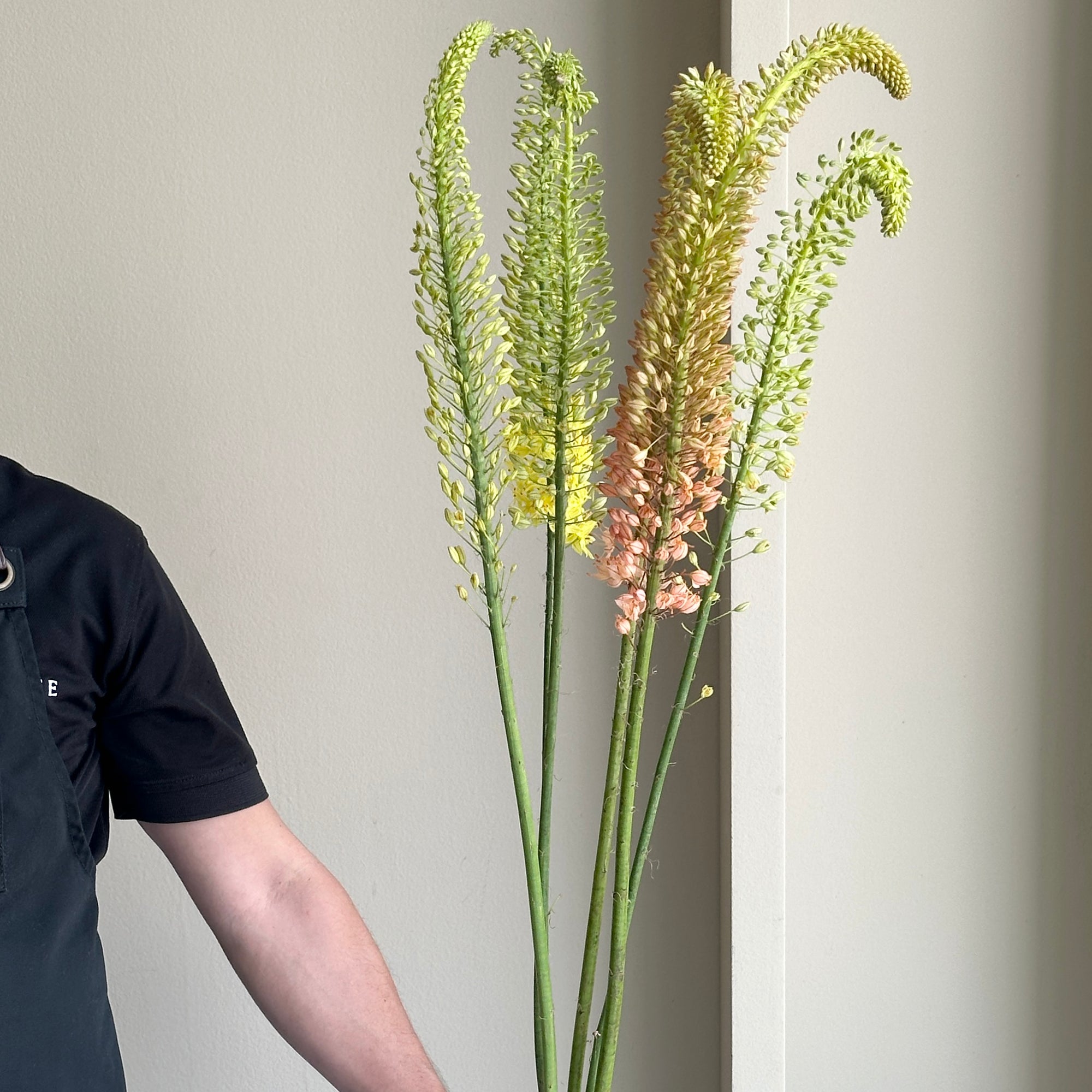Foxtail Lilies - Assorted Mix