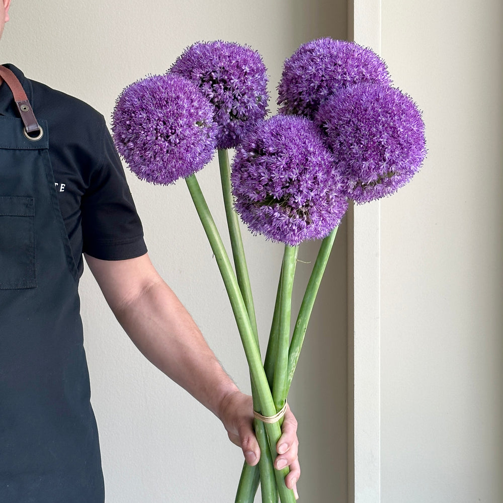 Allium - Ambassador Xl (5 Stem)