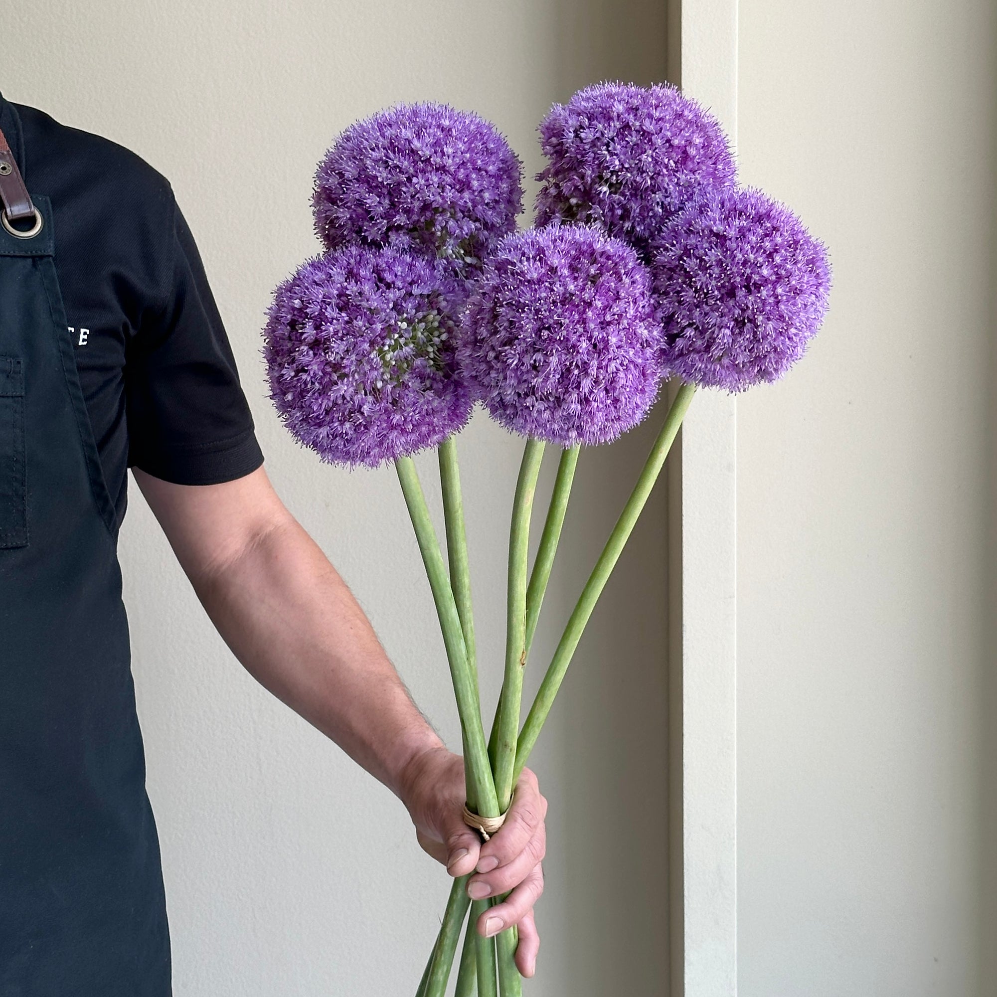 Alliums - Giganteum Purple (5 Stem)