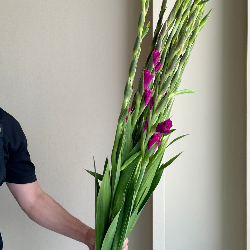 Gladioli - Mystic Magenta