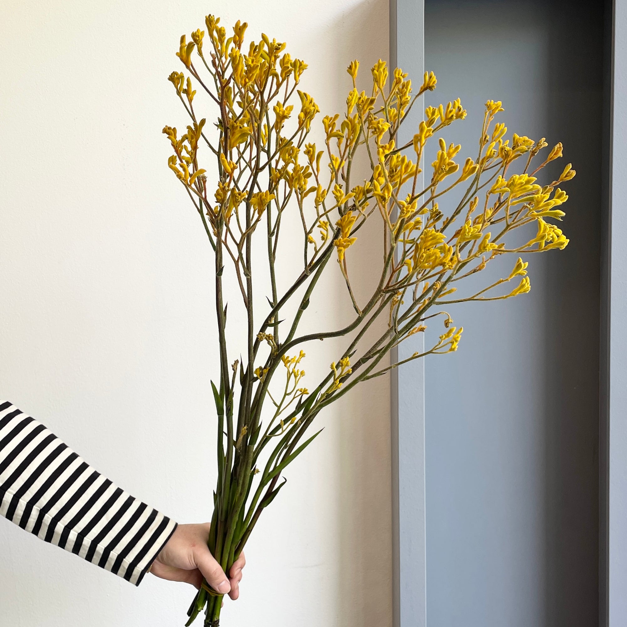 Kangaroo Paws - Imani Yellow