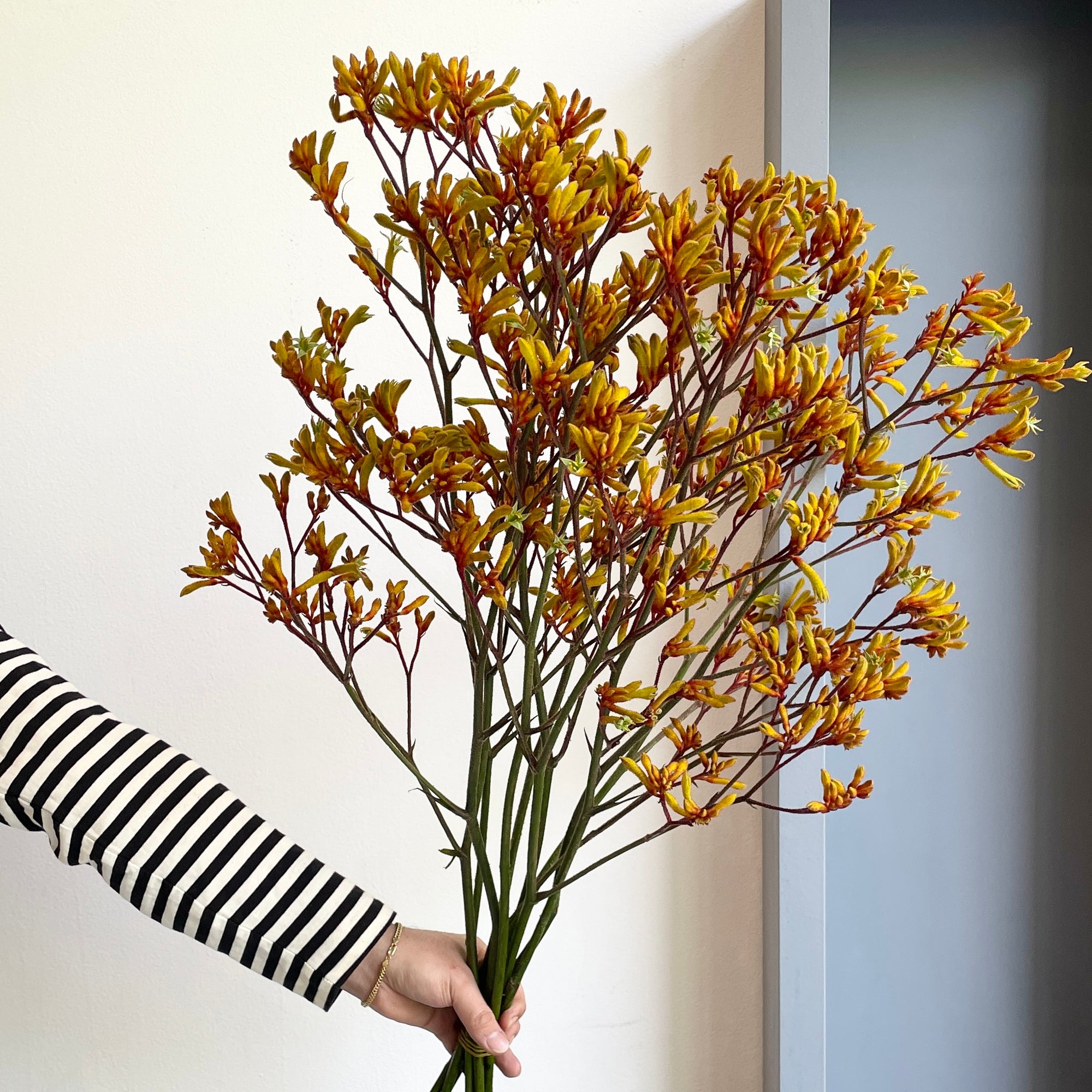 Kangaroo Paws - Black Green (Orange)