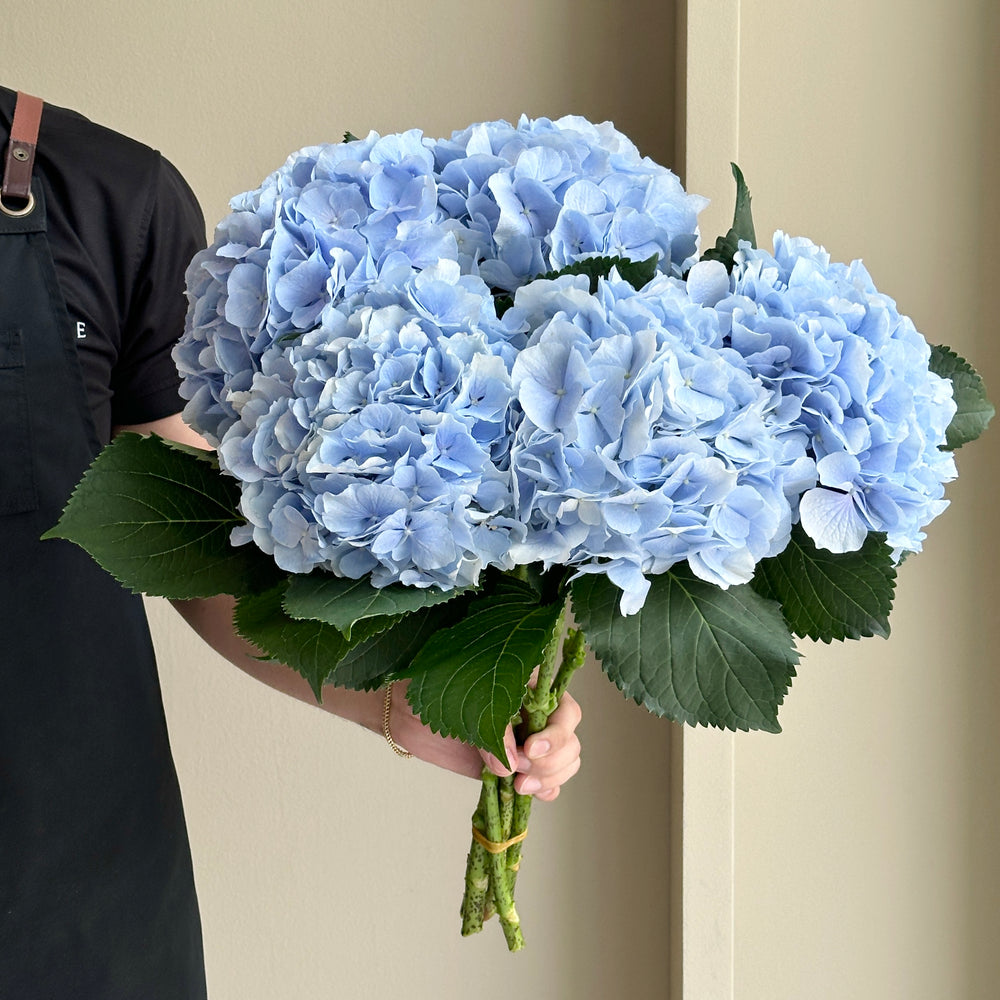 Hydrangeas - Verena Blue