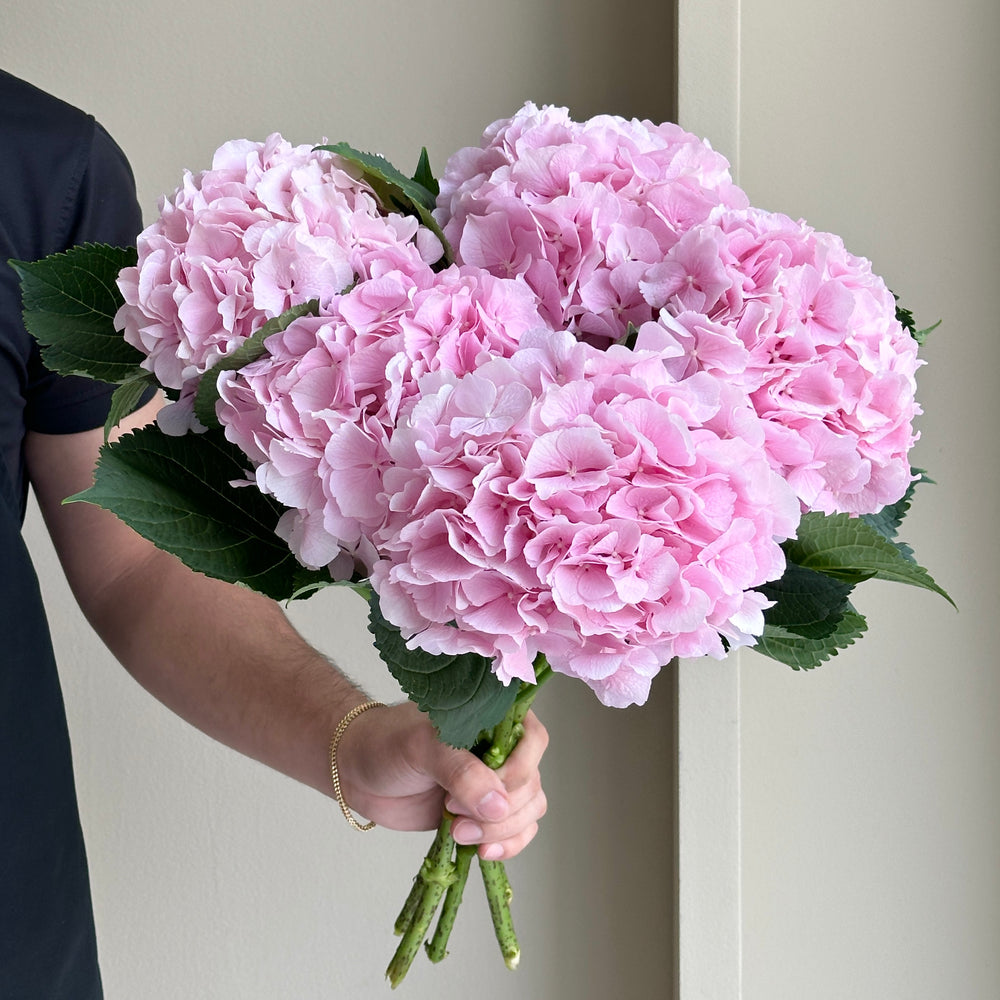 Hydrangeas - Verena Light Pink