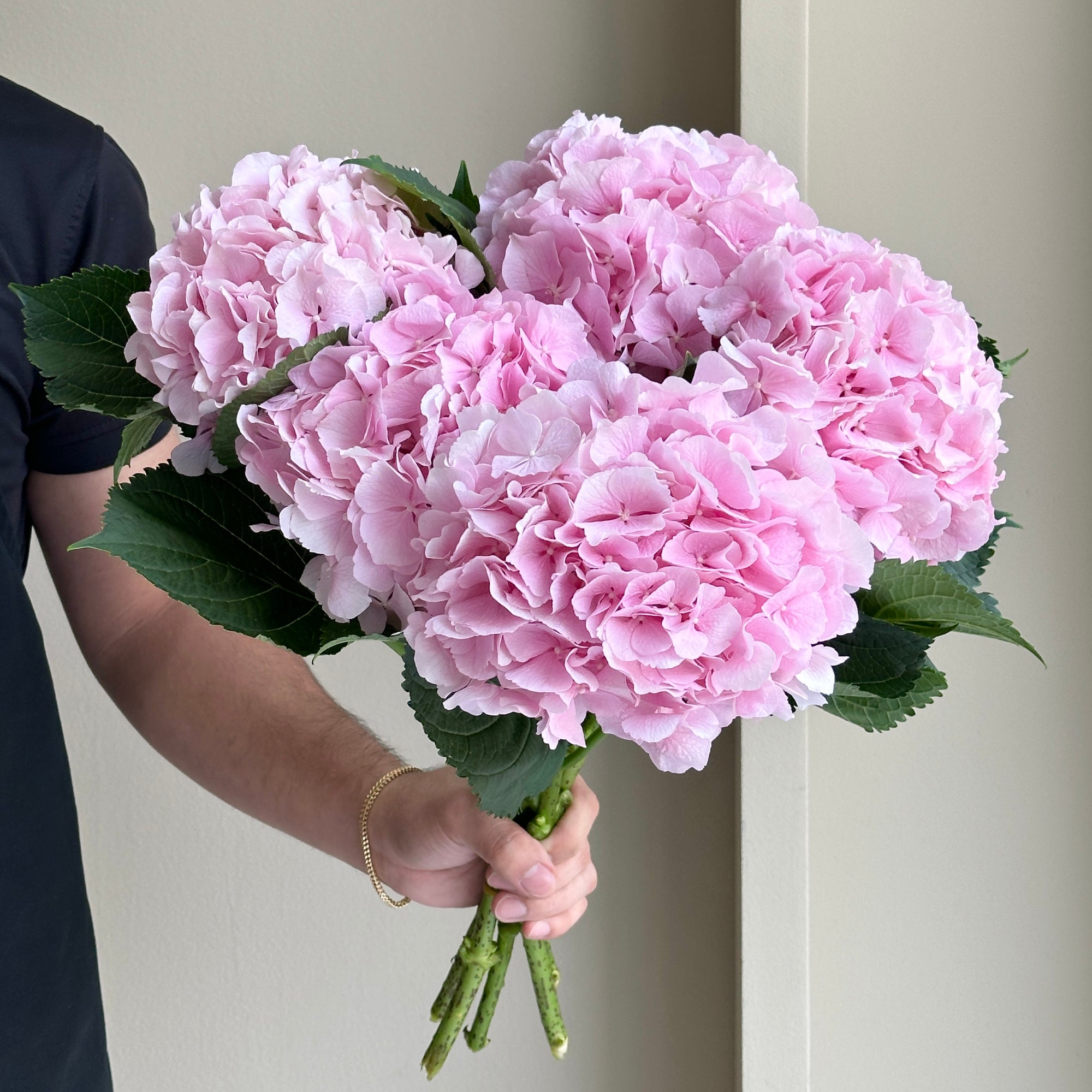 Hydrangeas - Verena Light Pink