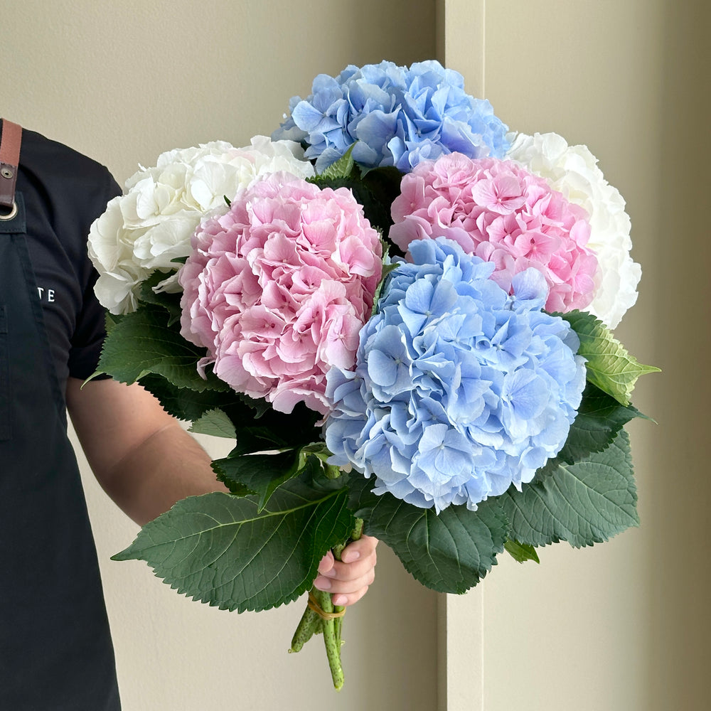 Hydrangeas - Harmony Mix