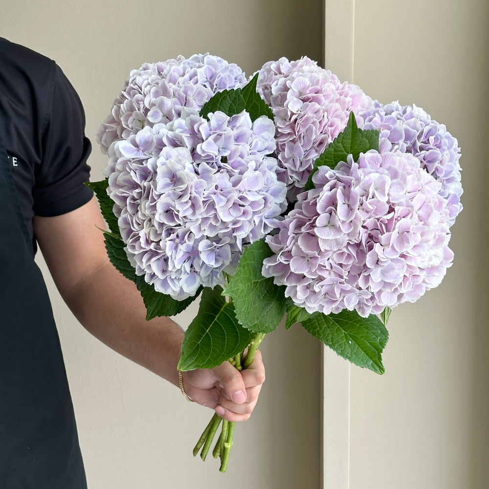 Hydrangeas - Vintage Dutch Lilac