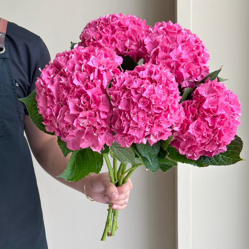 Hydrangeas - Rodeo Dark Pink