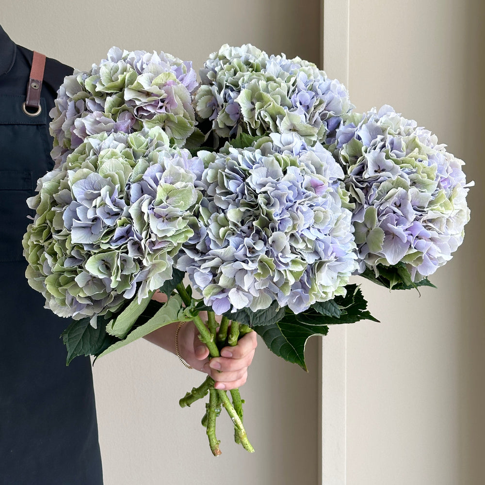 Hydrangeas - Royal Benefit