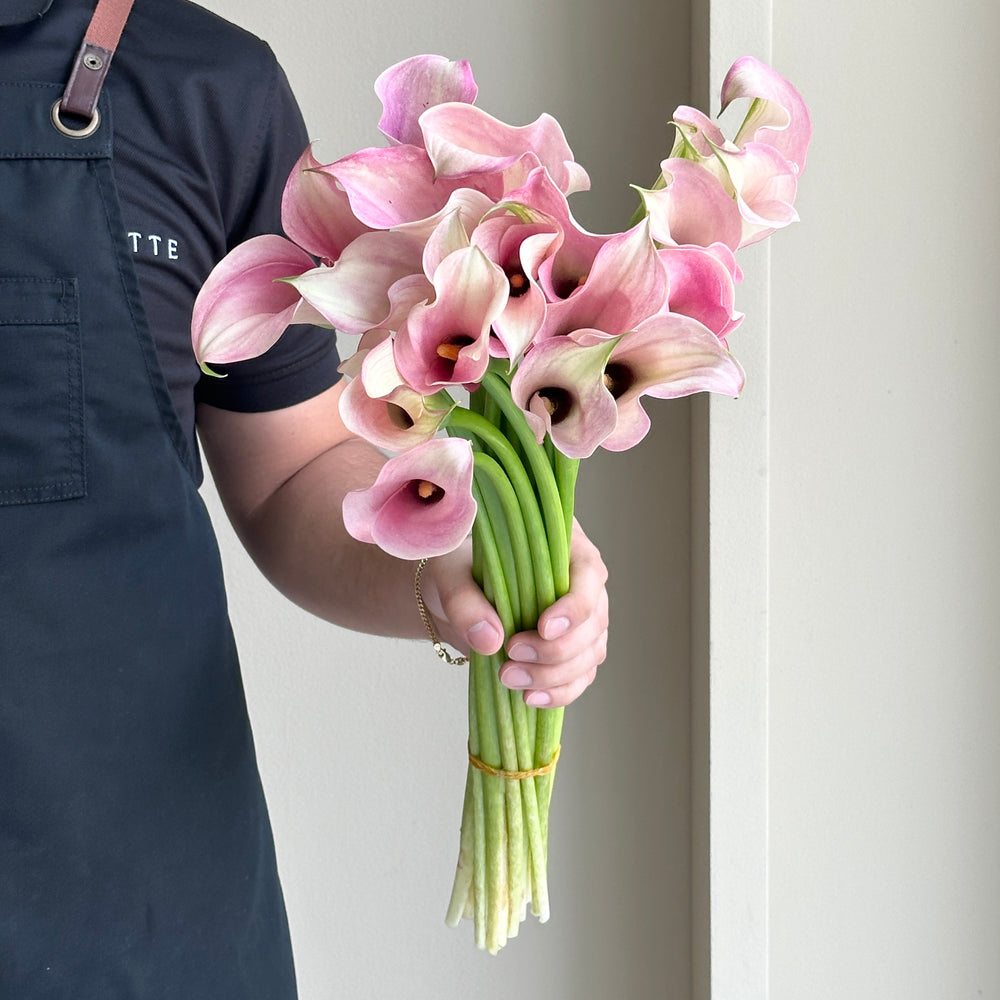 Calla Lilies - Captain Rosette Light Rose Pink