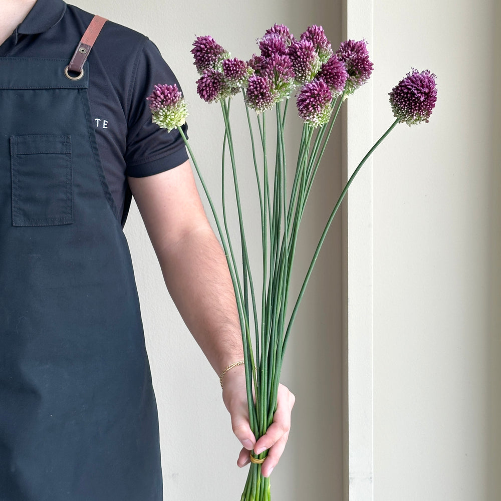 Alliums - Bullit Purple