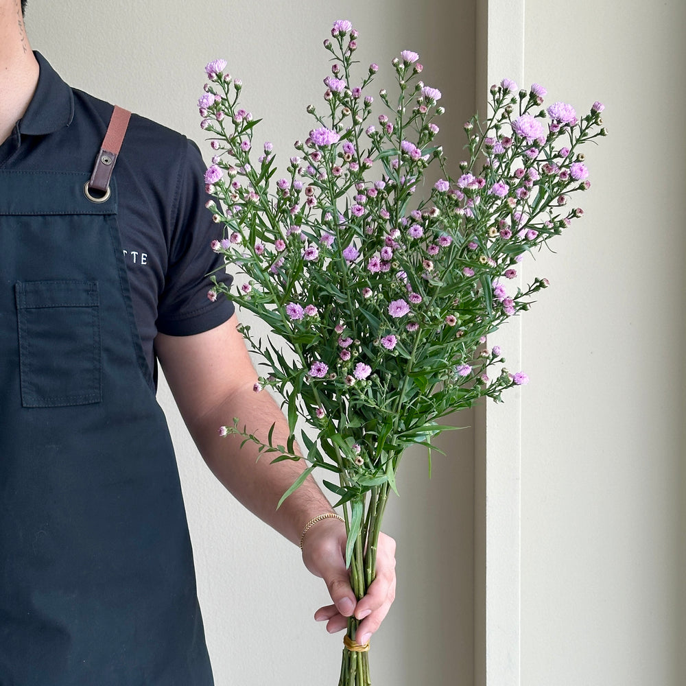Aster Double Date Pink