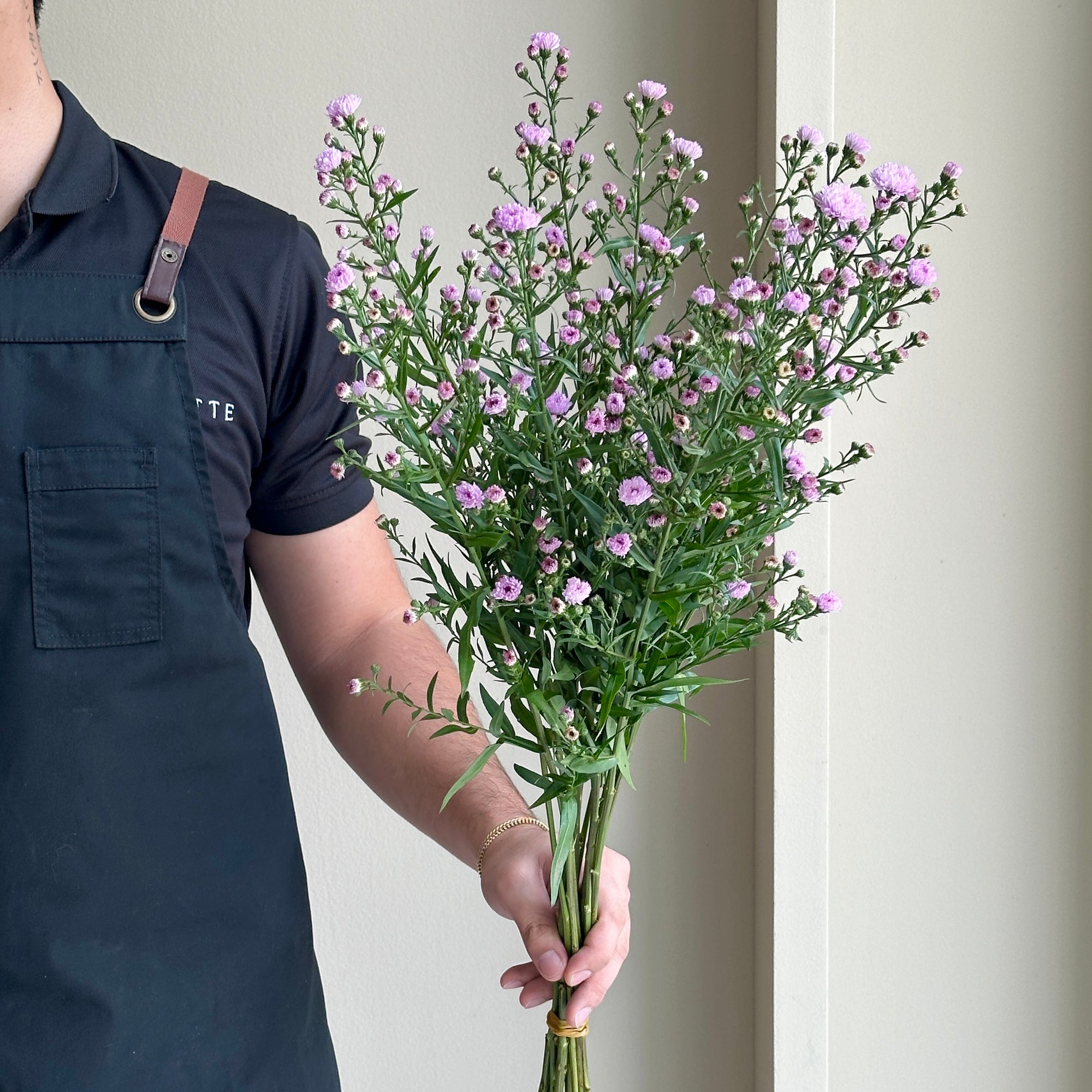Aster Double Date Pink