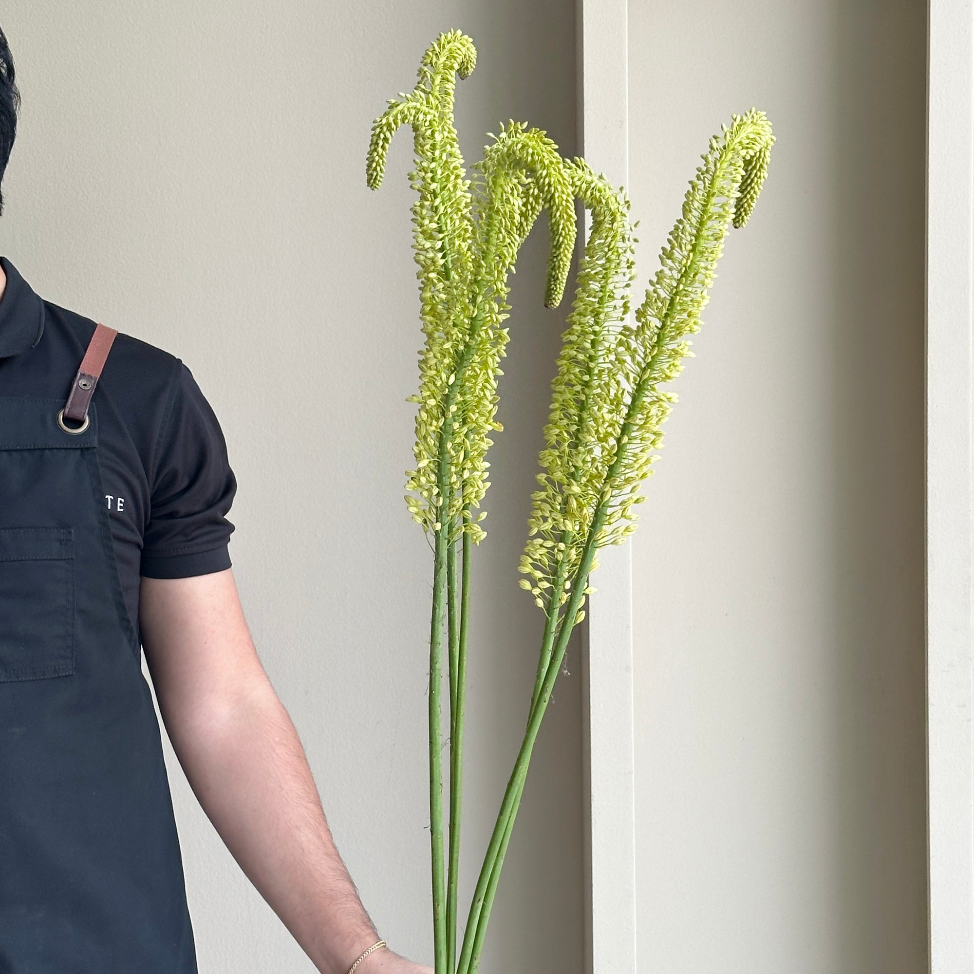 Foxtail Lilies (Eremurus) - Yellow Rebel (5 stems)