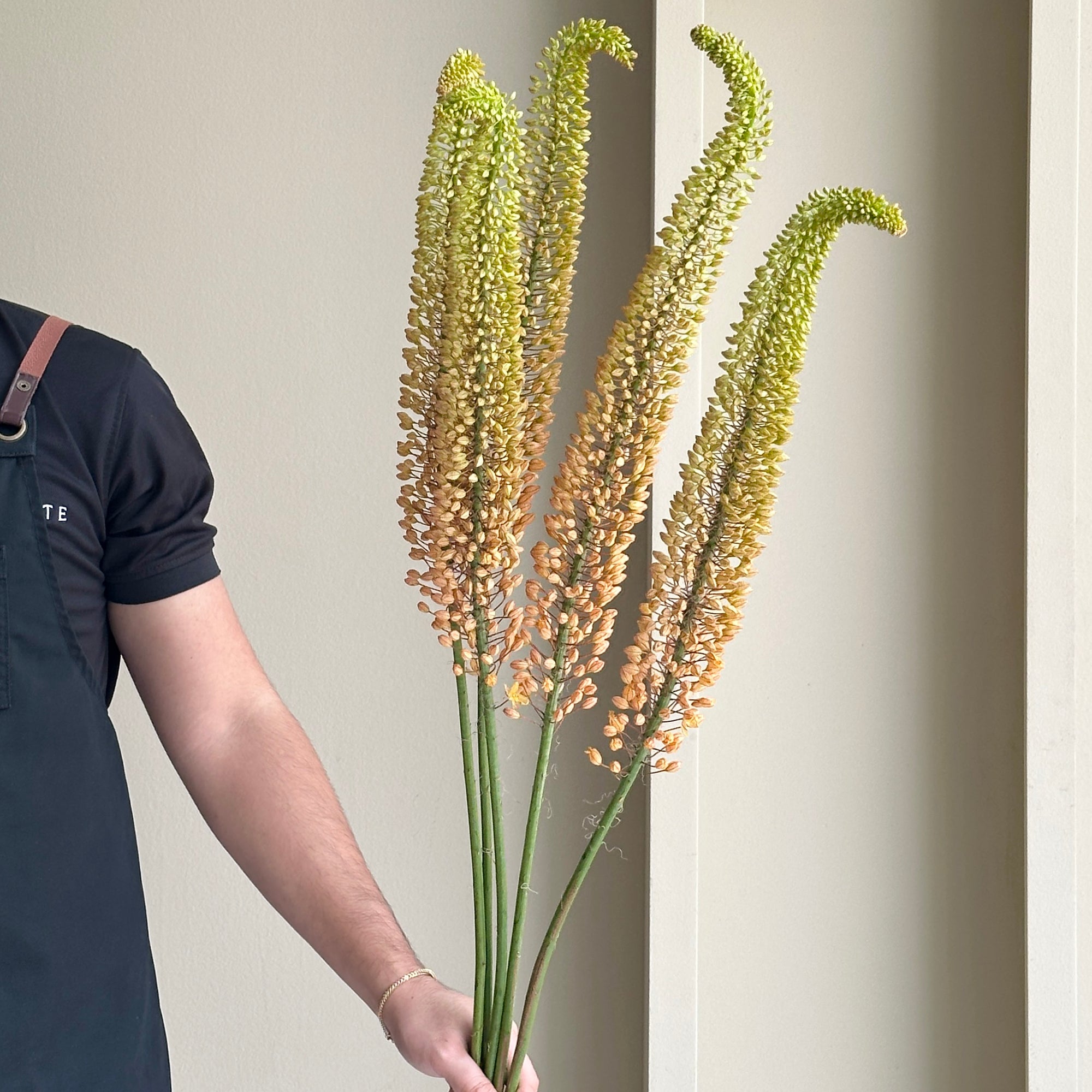 Foxtail Lilies (Eremurus) - Emmy Ro Orange (5 Stem)