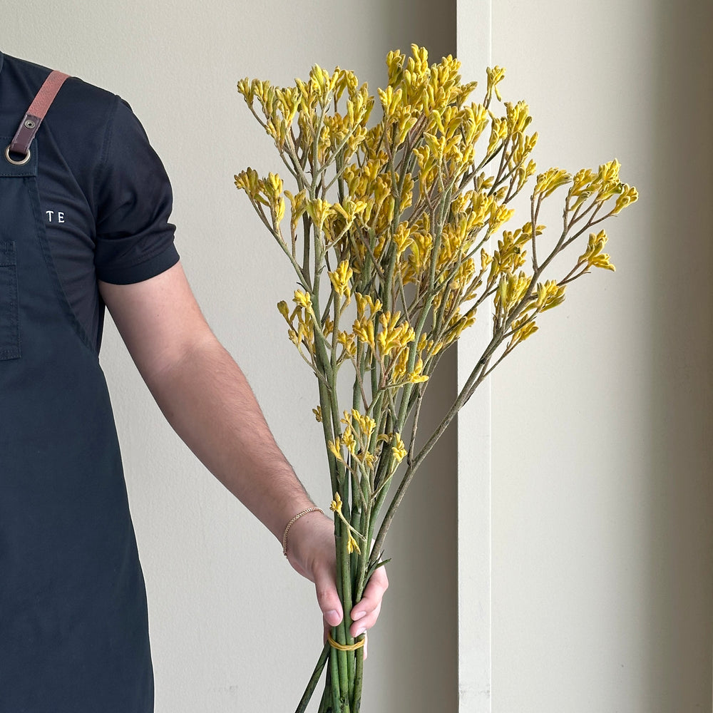 Kangaroo Paws - Yellow Gem (10 stems)