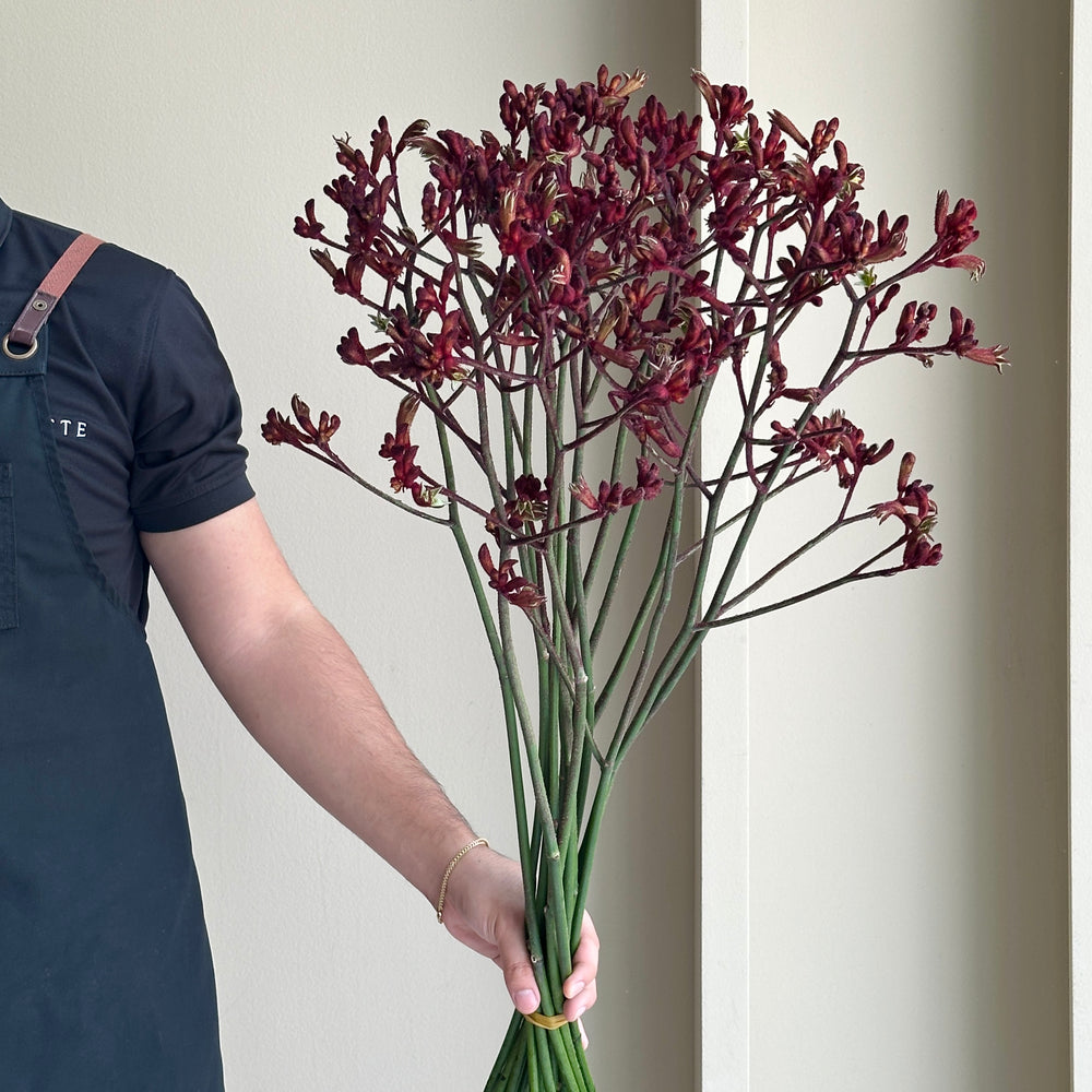 Kangaroo Paws - Early Spring Red (15 Stem)