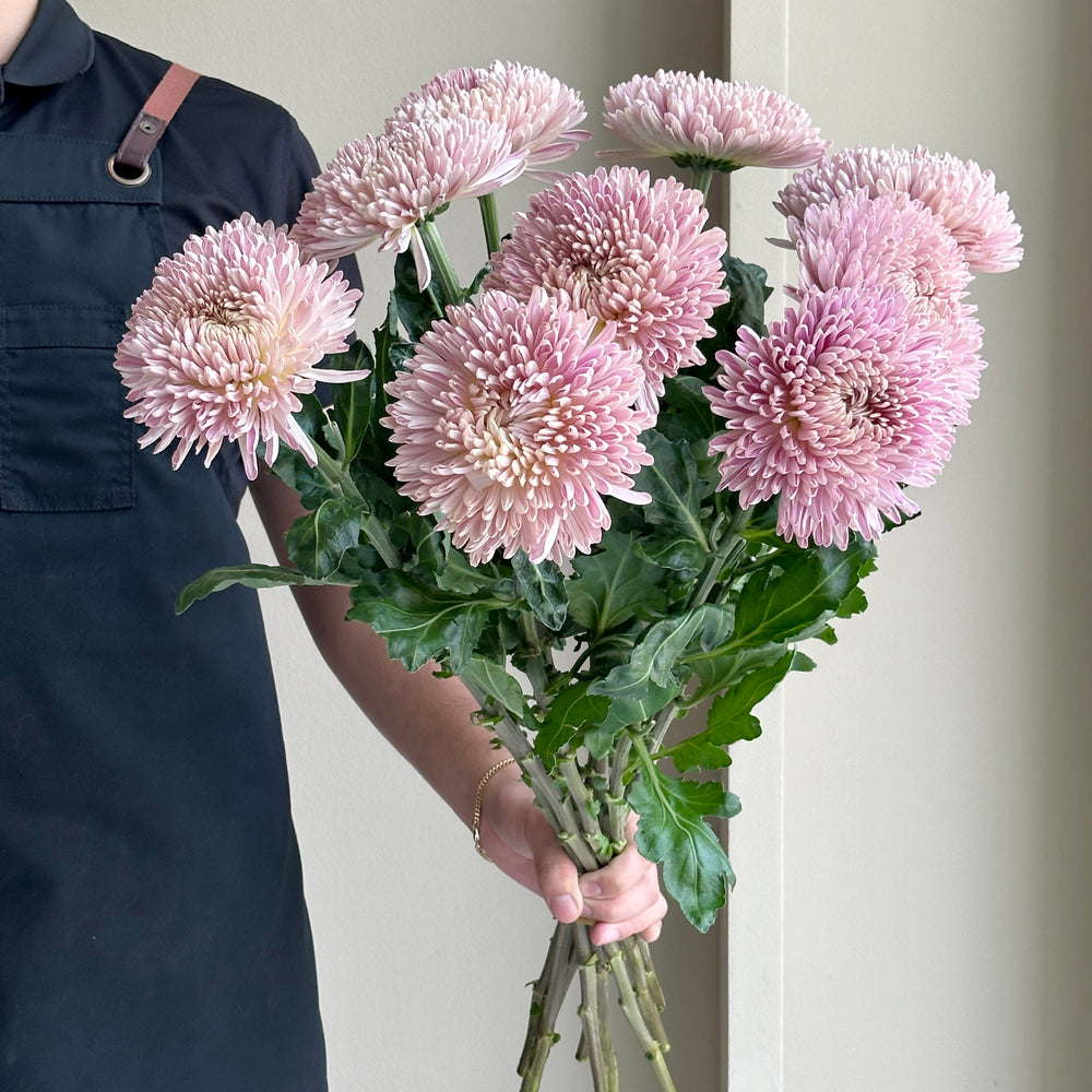 Chrysanthemum -  Bloom Couture